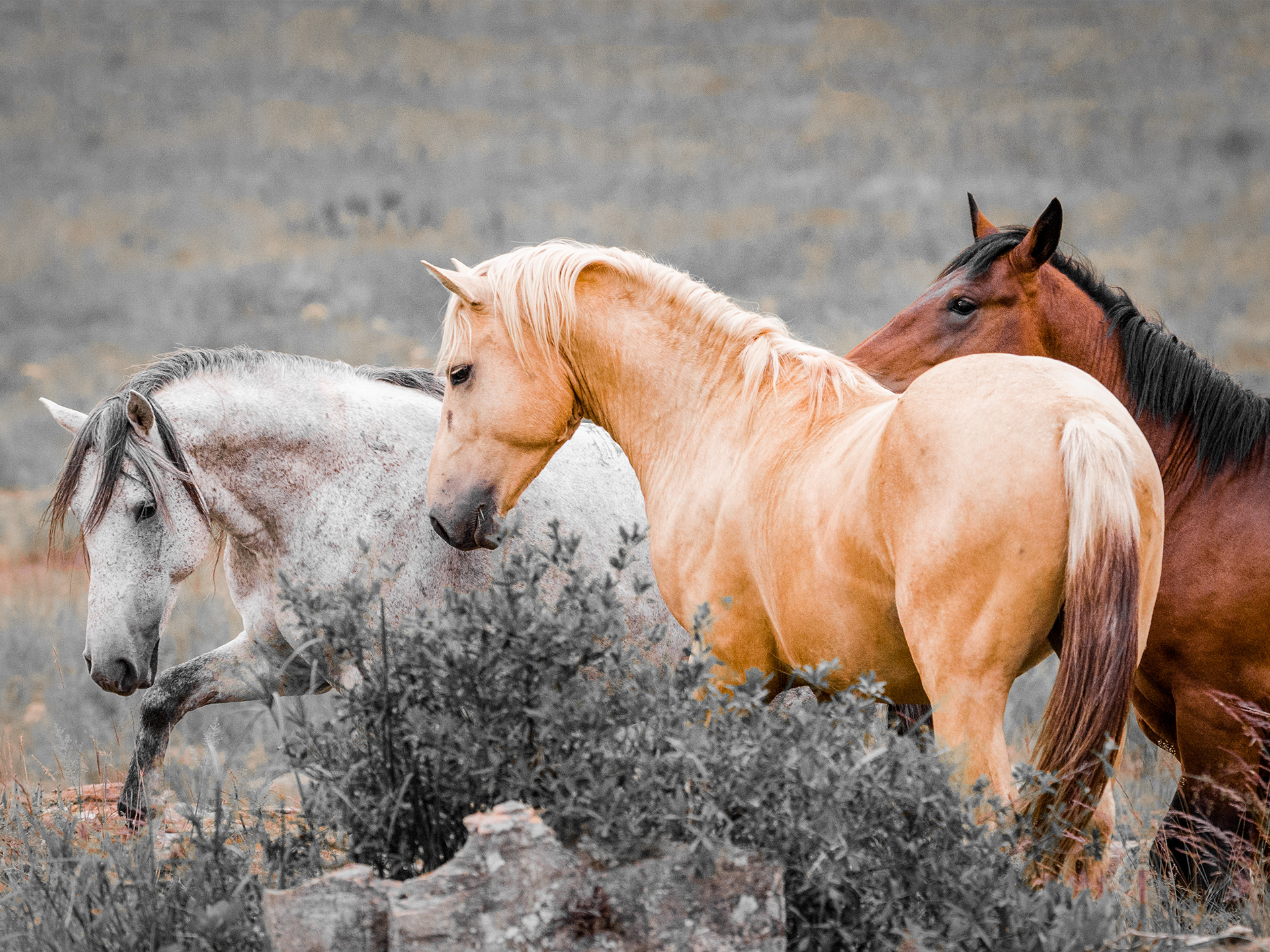 3 colored horses