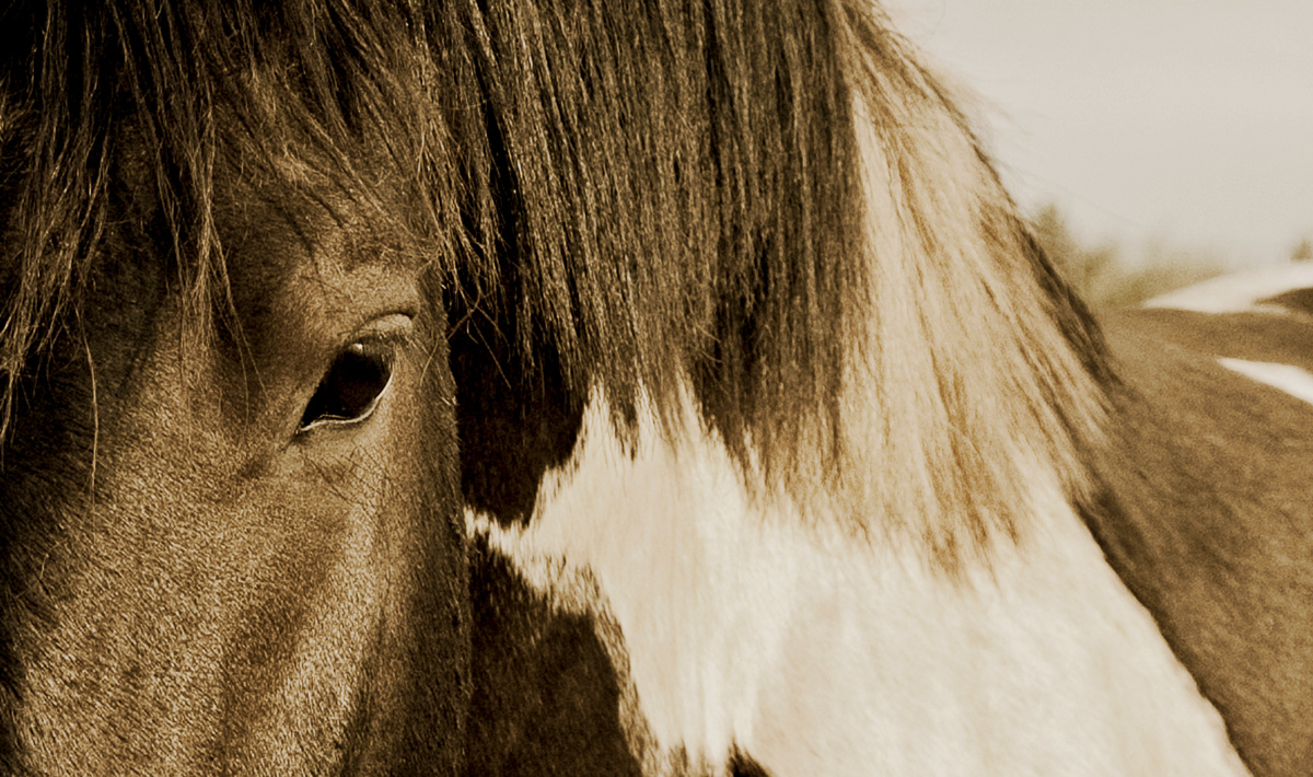 Close-up of paint horse