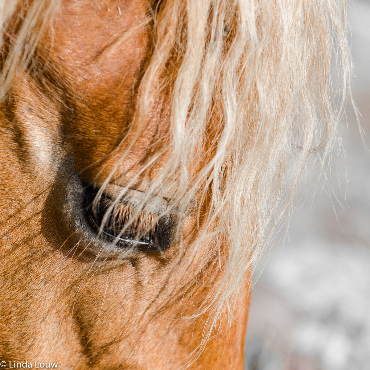 Close-up of horse eye and mane