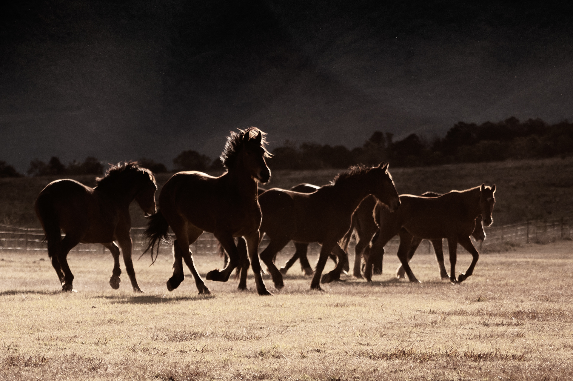 silhouetted horses