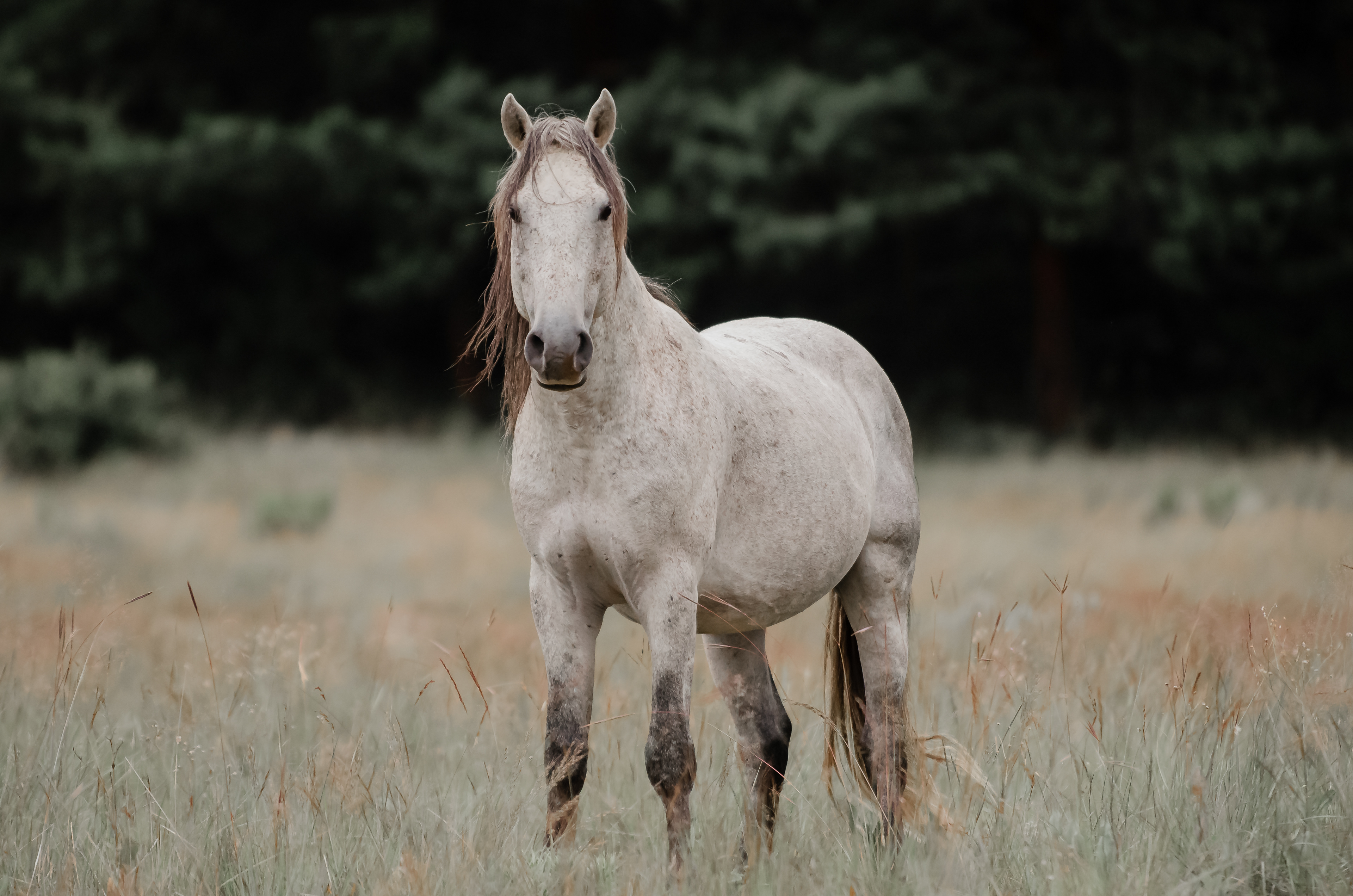 grey horse looking