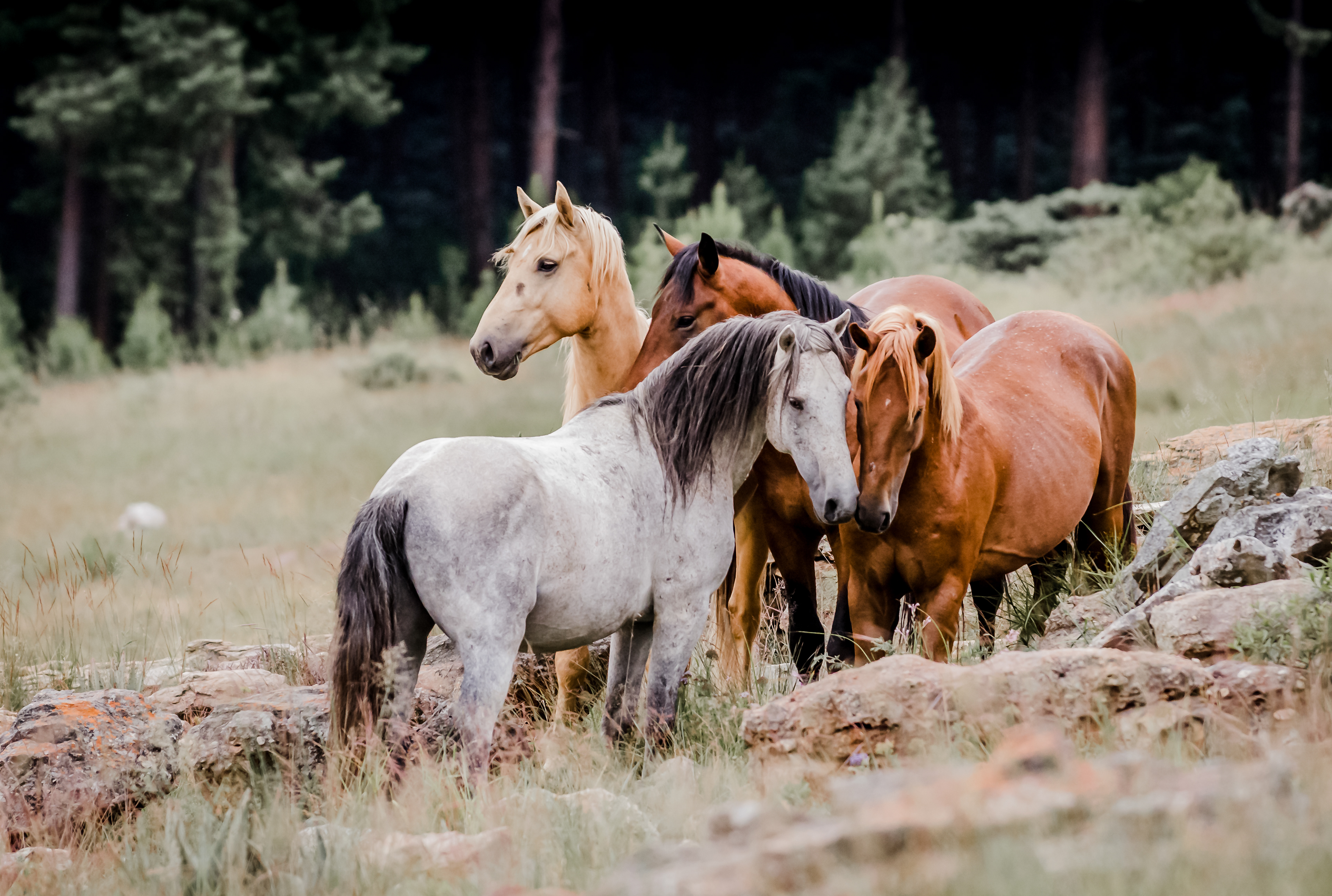 four wild horses