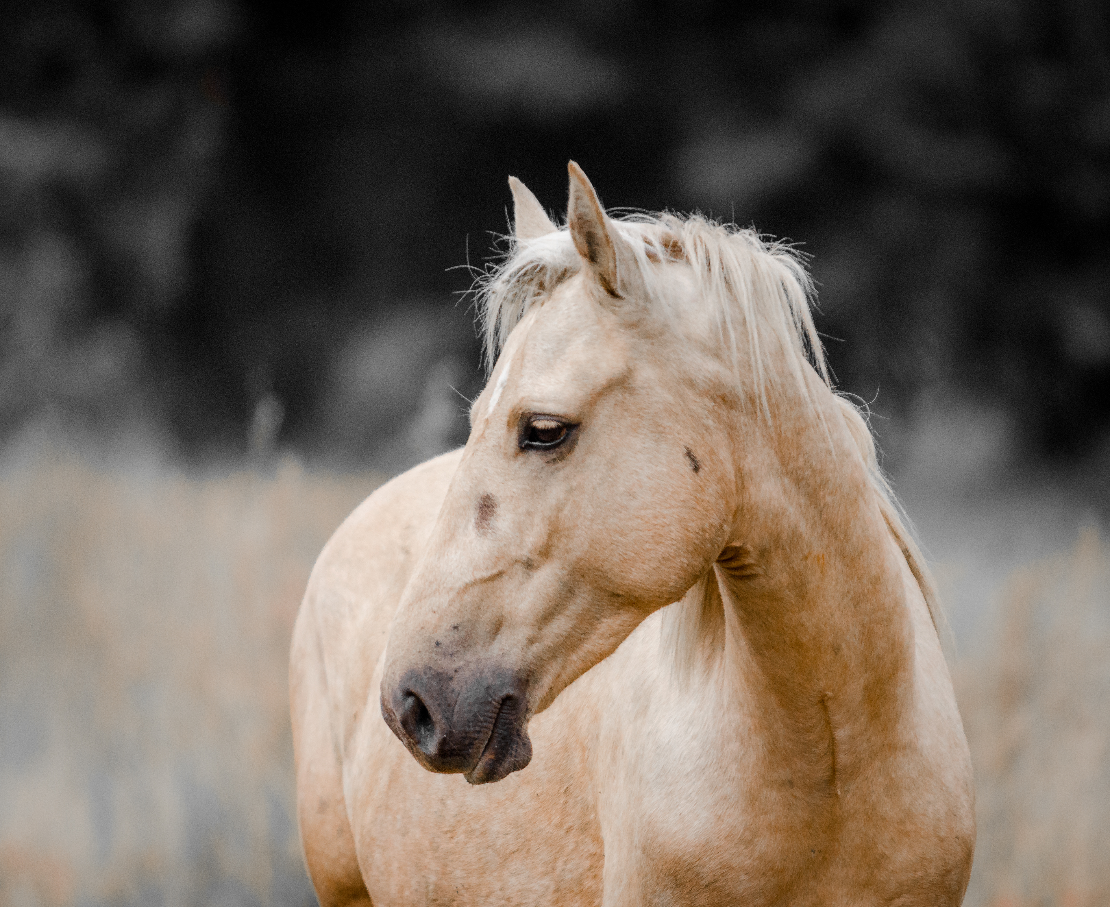 palomino looking side ways