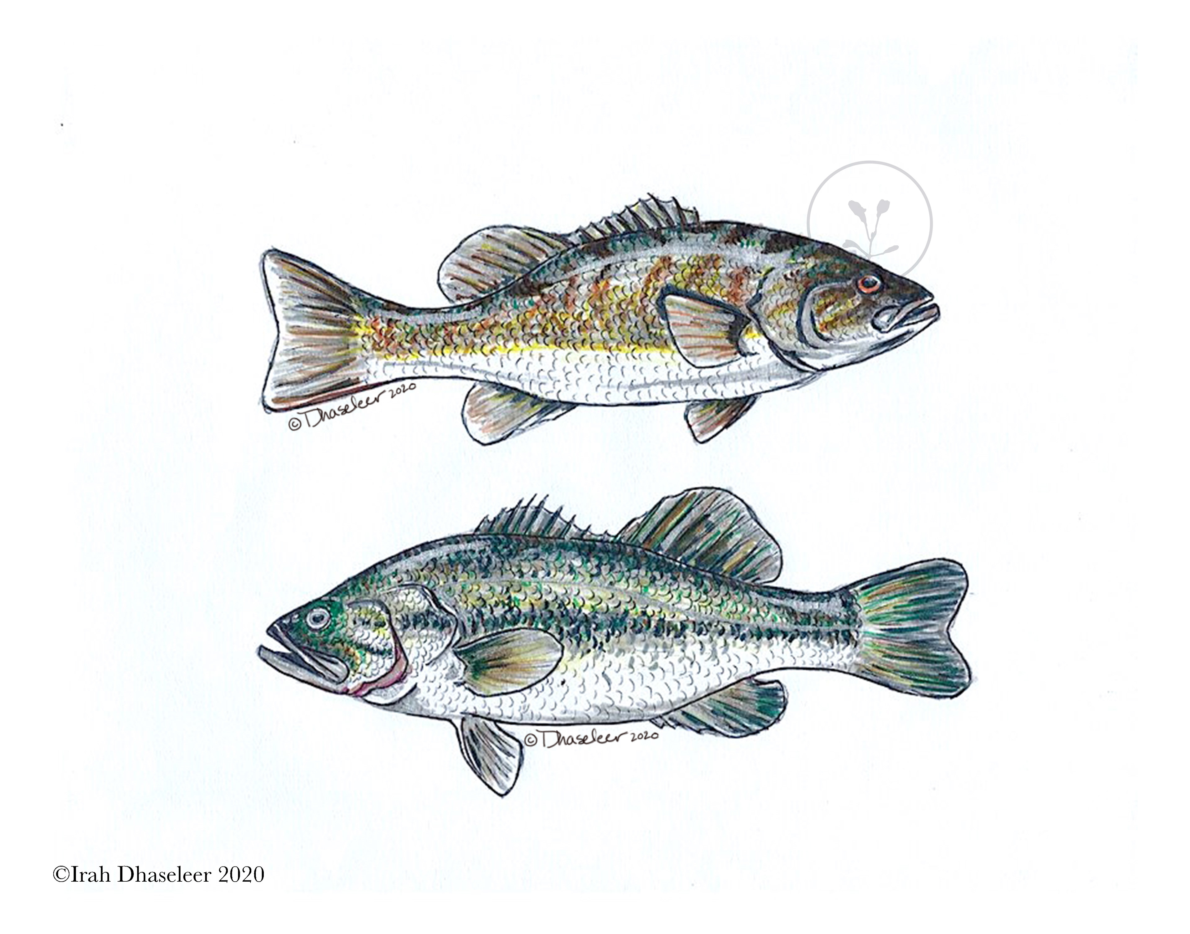 Large and Small Mouth Bass Sketchbook