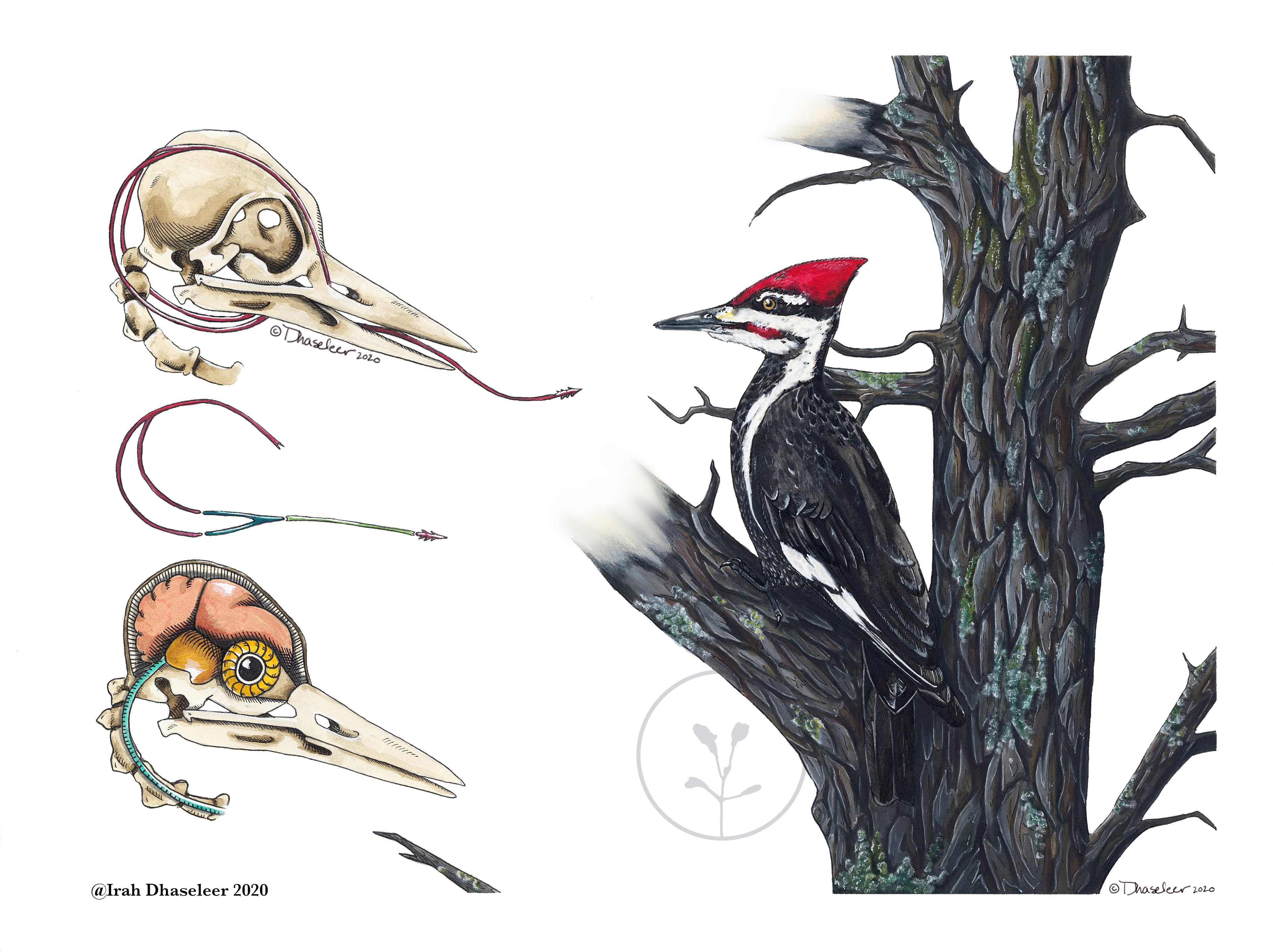 Pileated Woodpecker Tongue Anatomy- Dryocopus pileatus