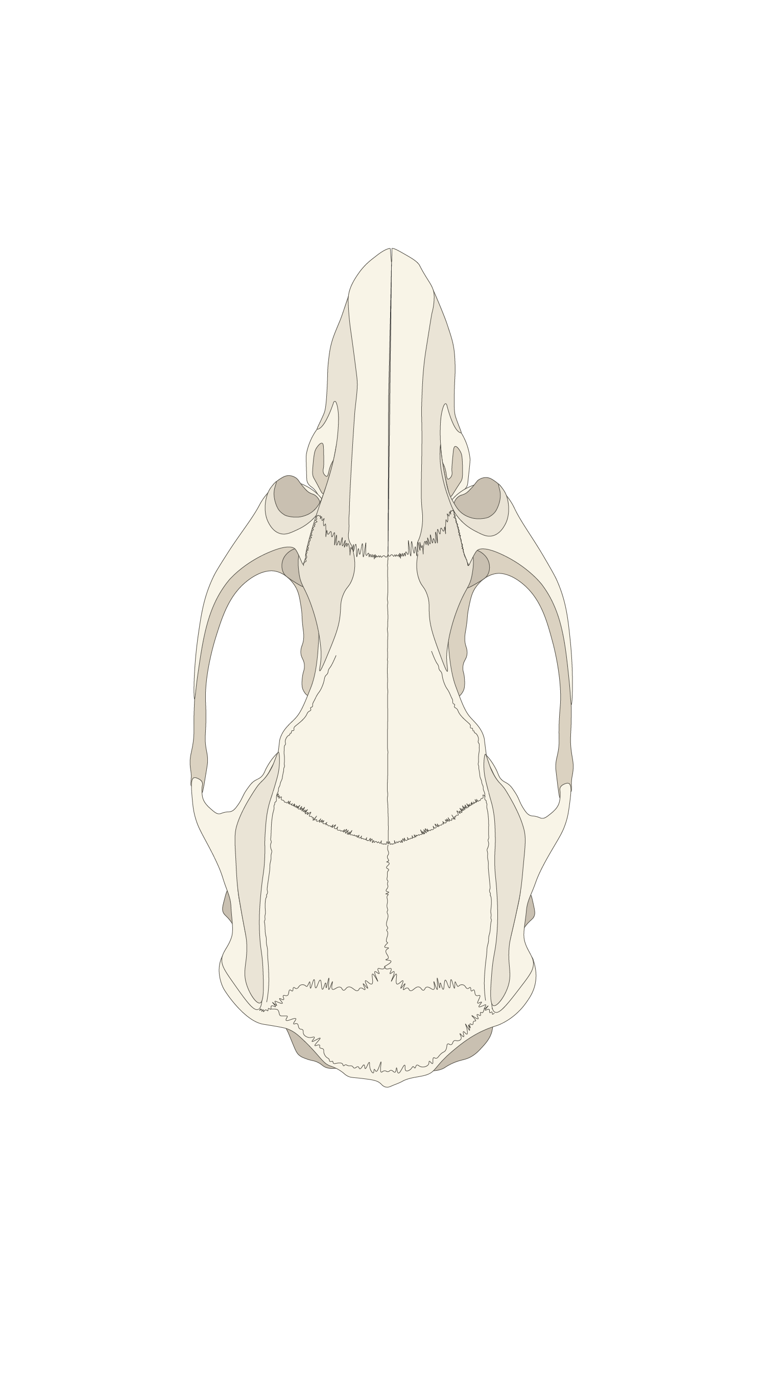Rat Skull- Lab Guide