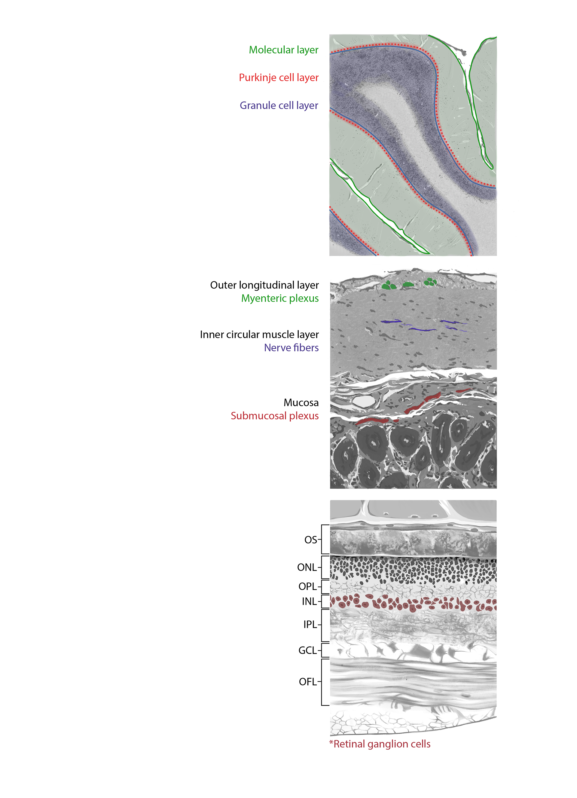 BMS Graduate Student Grant Proposal 