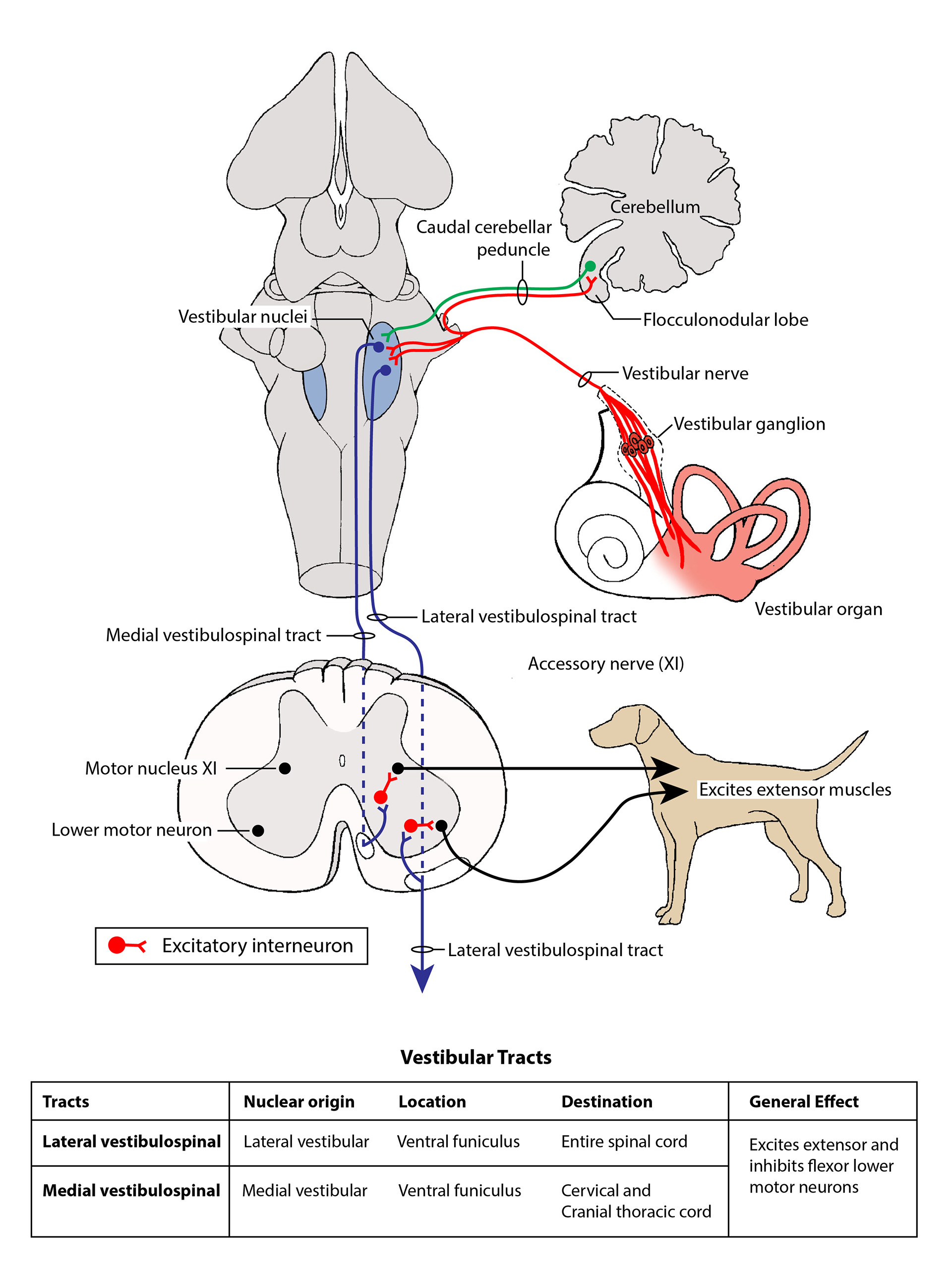 in collaboration with Mica Post and BMS ISU