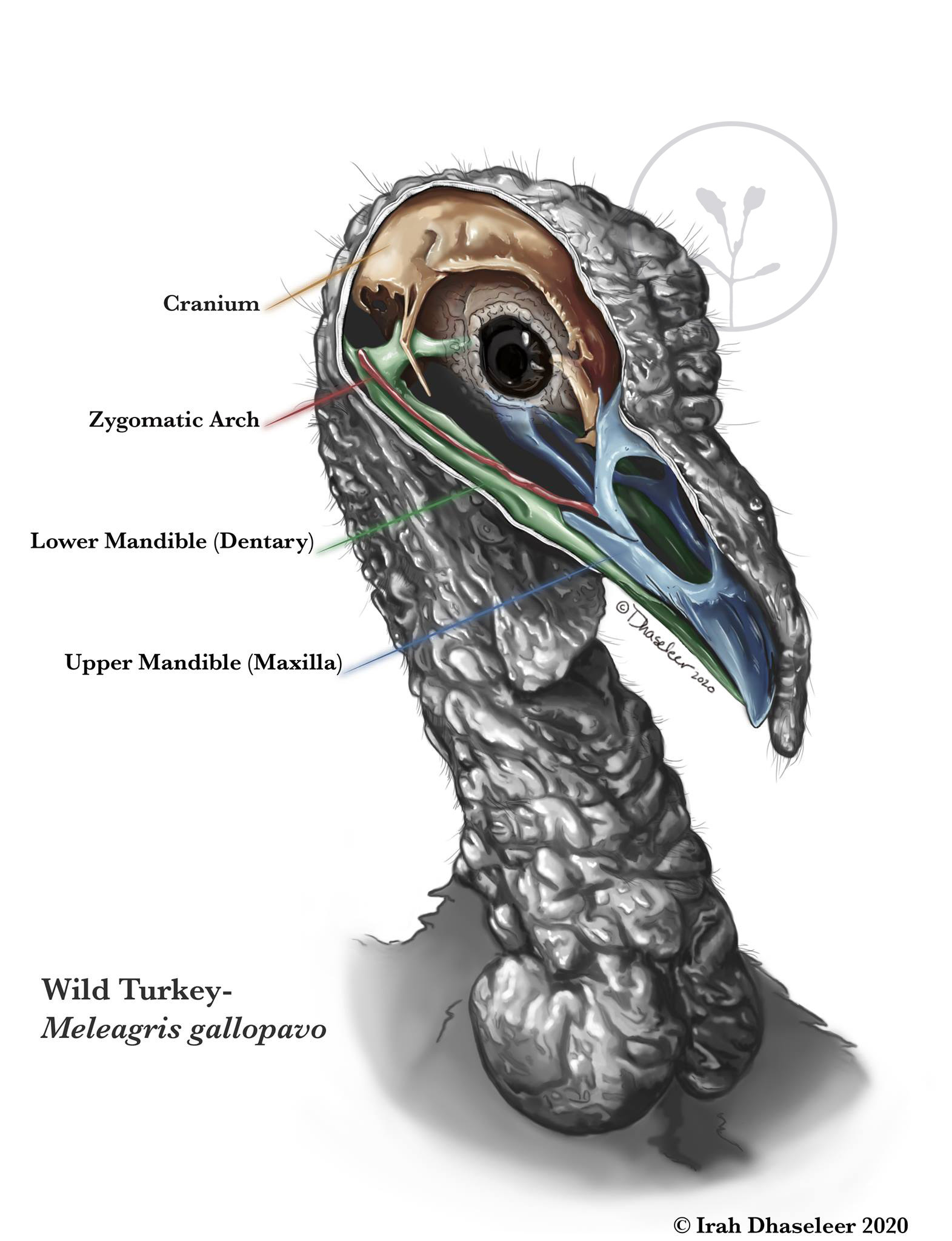 Wild Turkey- Skull Anatomy