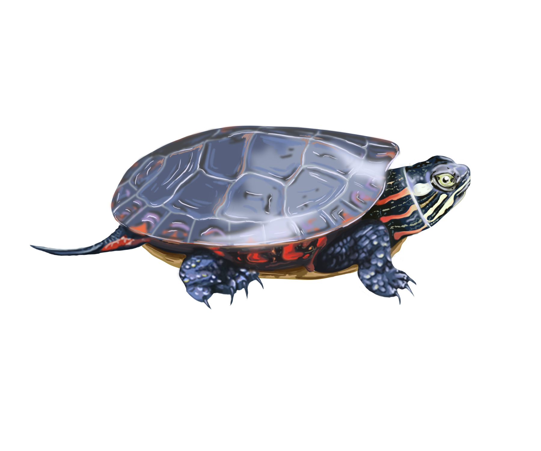 Genetics grant proposal 