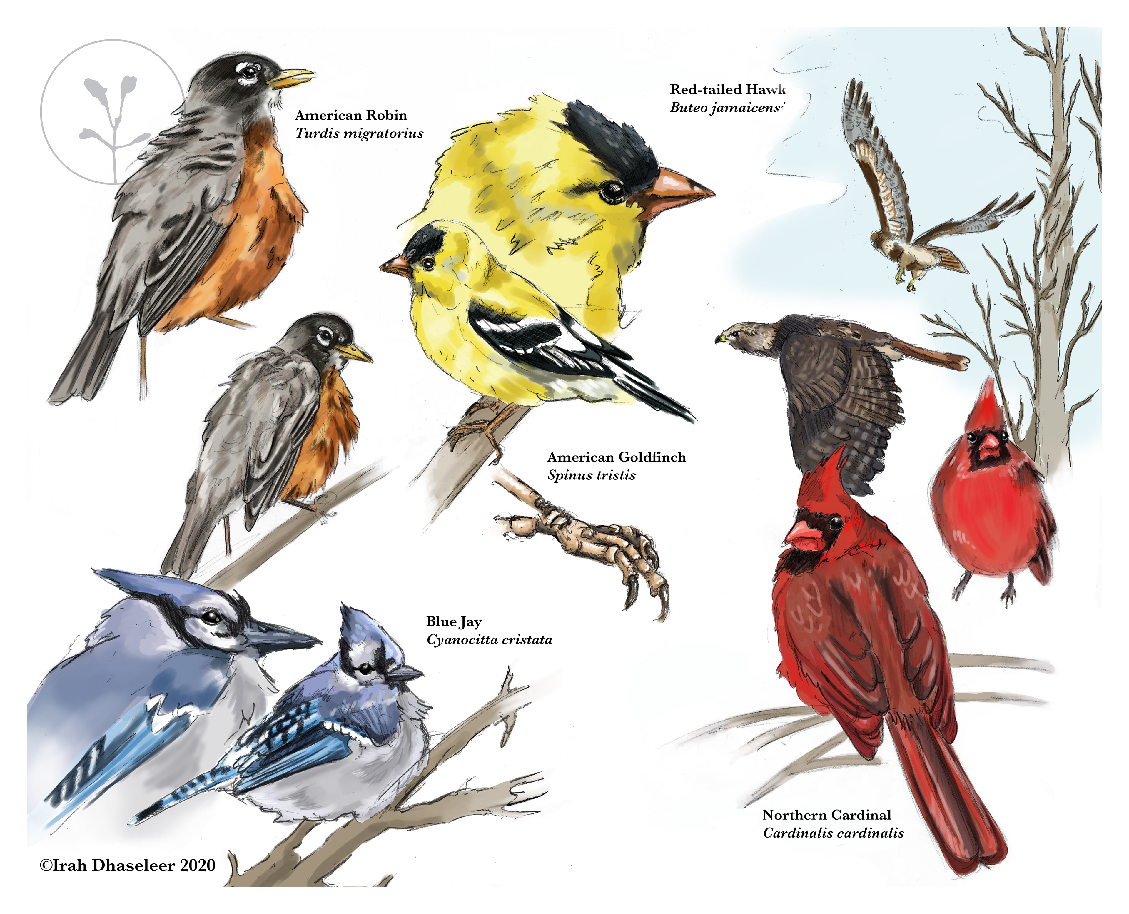 Iowa Bird Sketchbook 2020