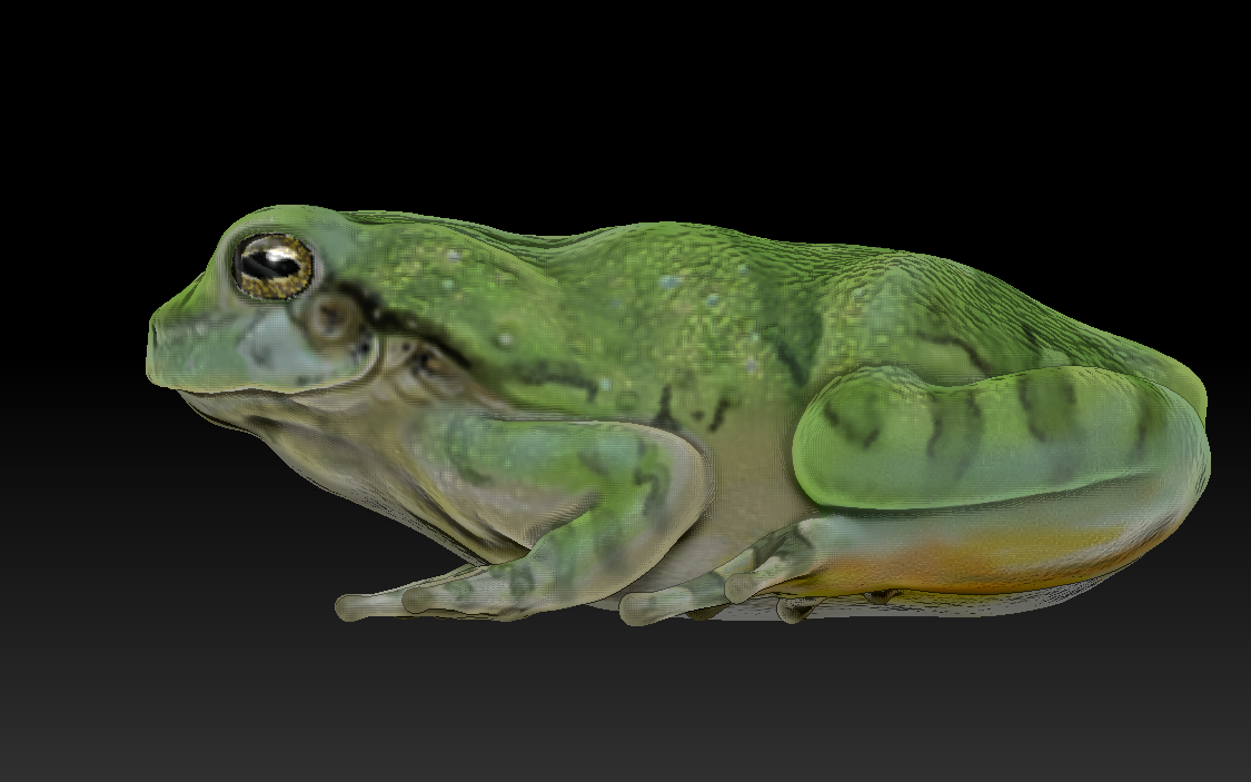 Zbrush Cope's Grey Tree Frog