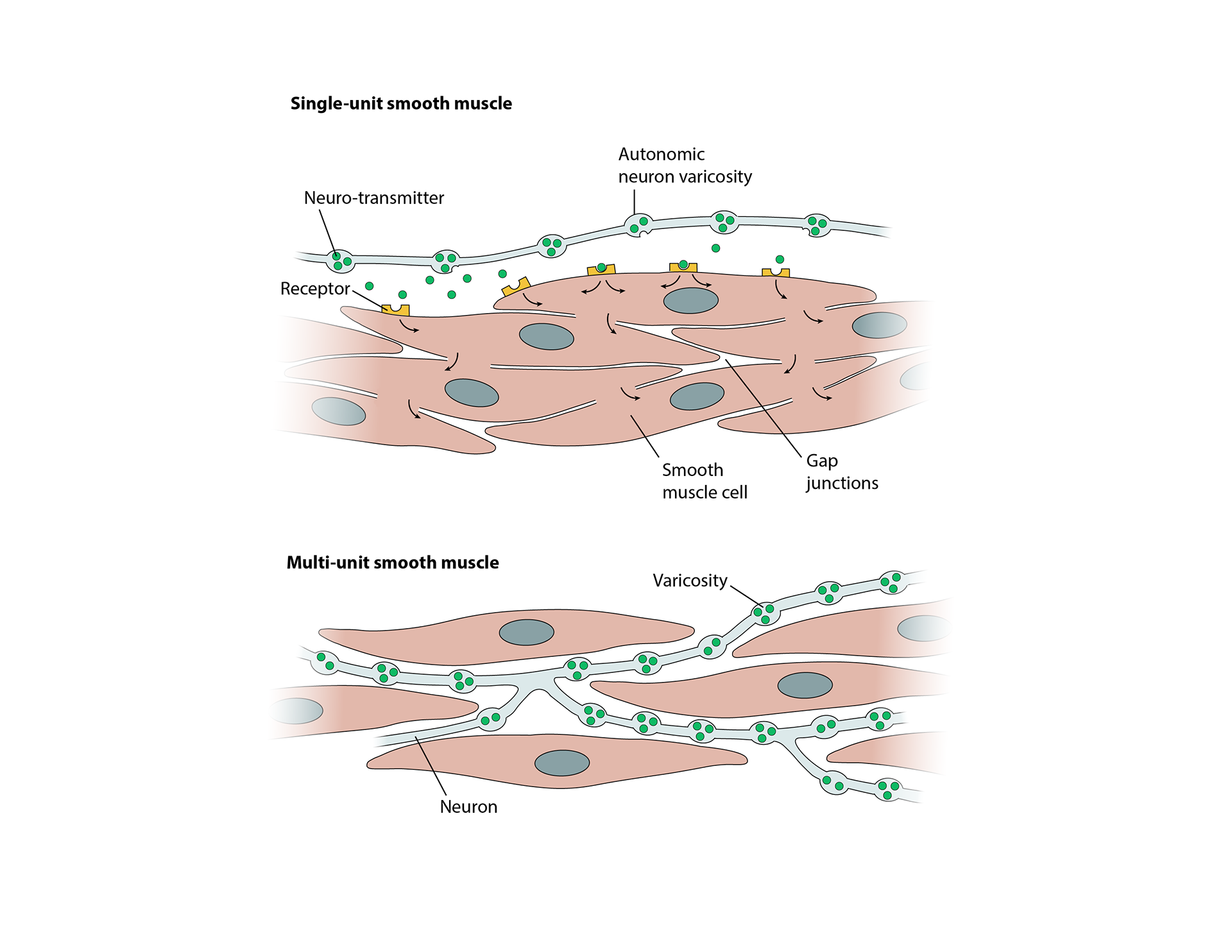 in collaboration with Mica Post and BMS ISU