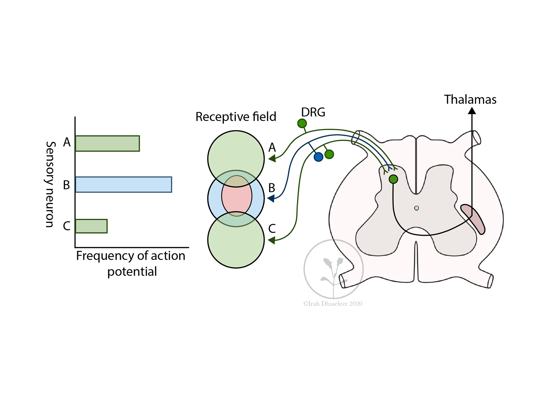 in collaboration with Mica Post and BMS ISU