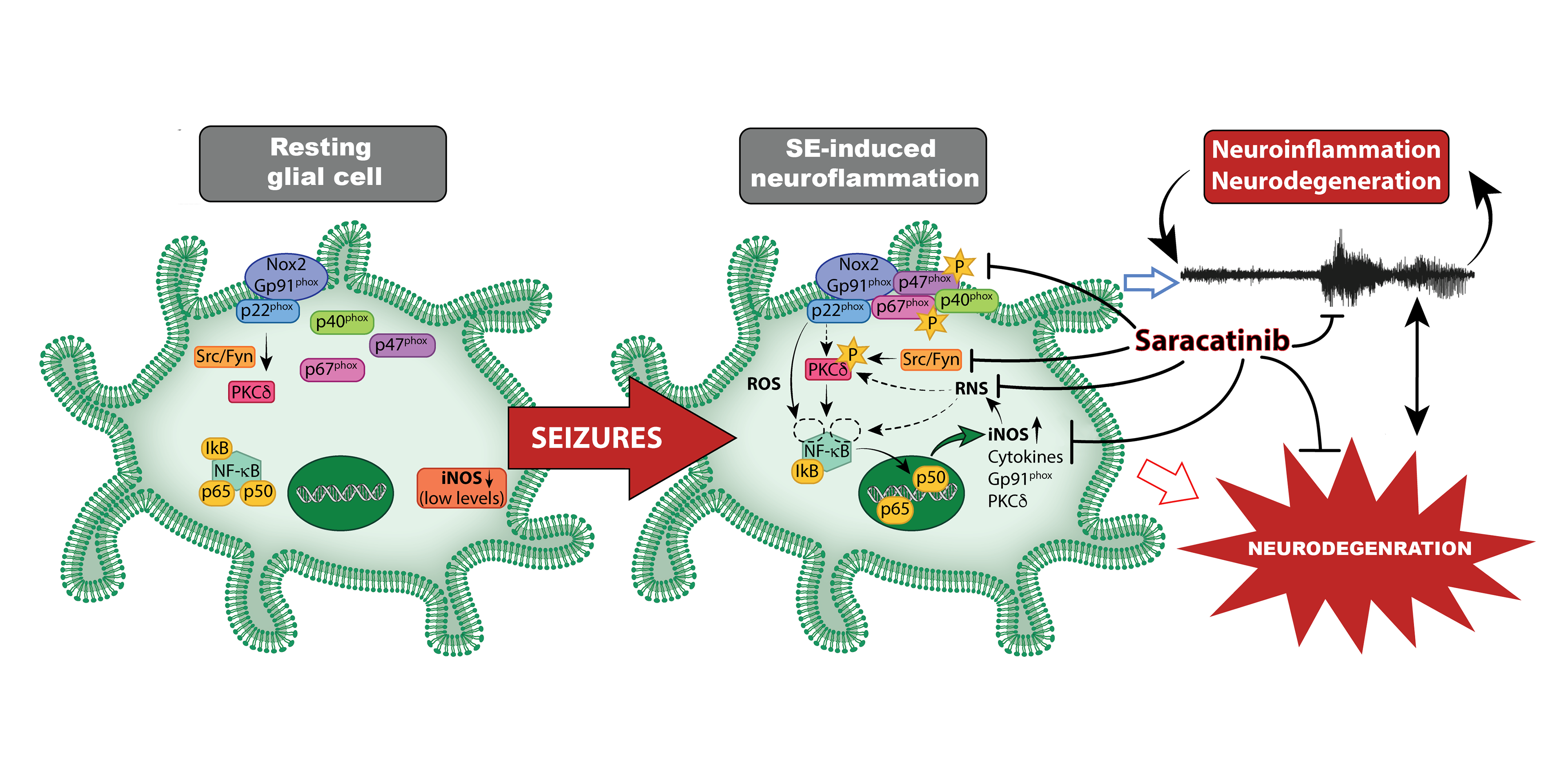 in collaboration with BMS ISU