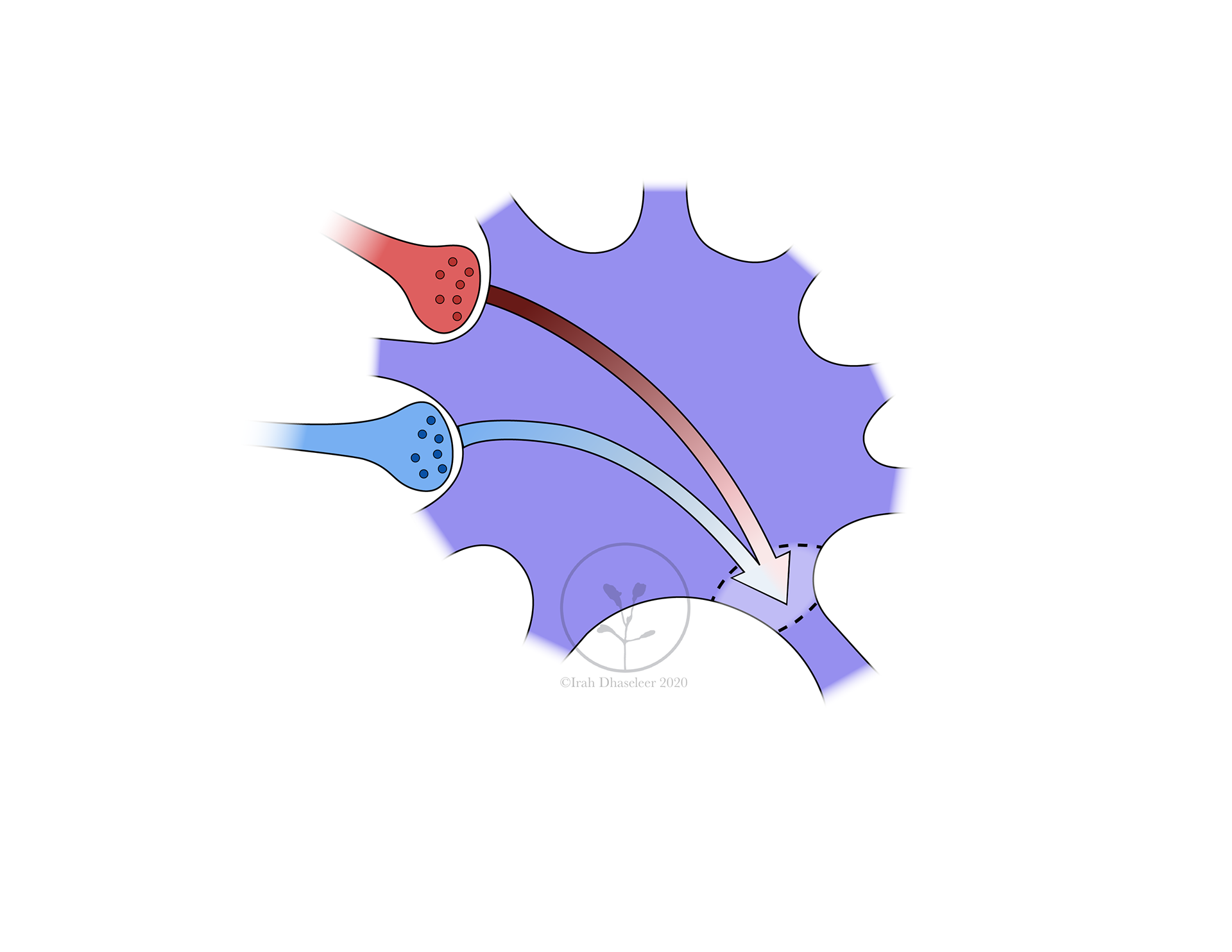 in collaboration with Mica Post and BMS ISU