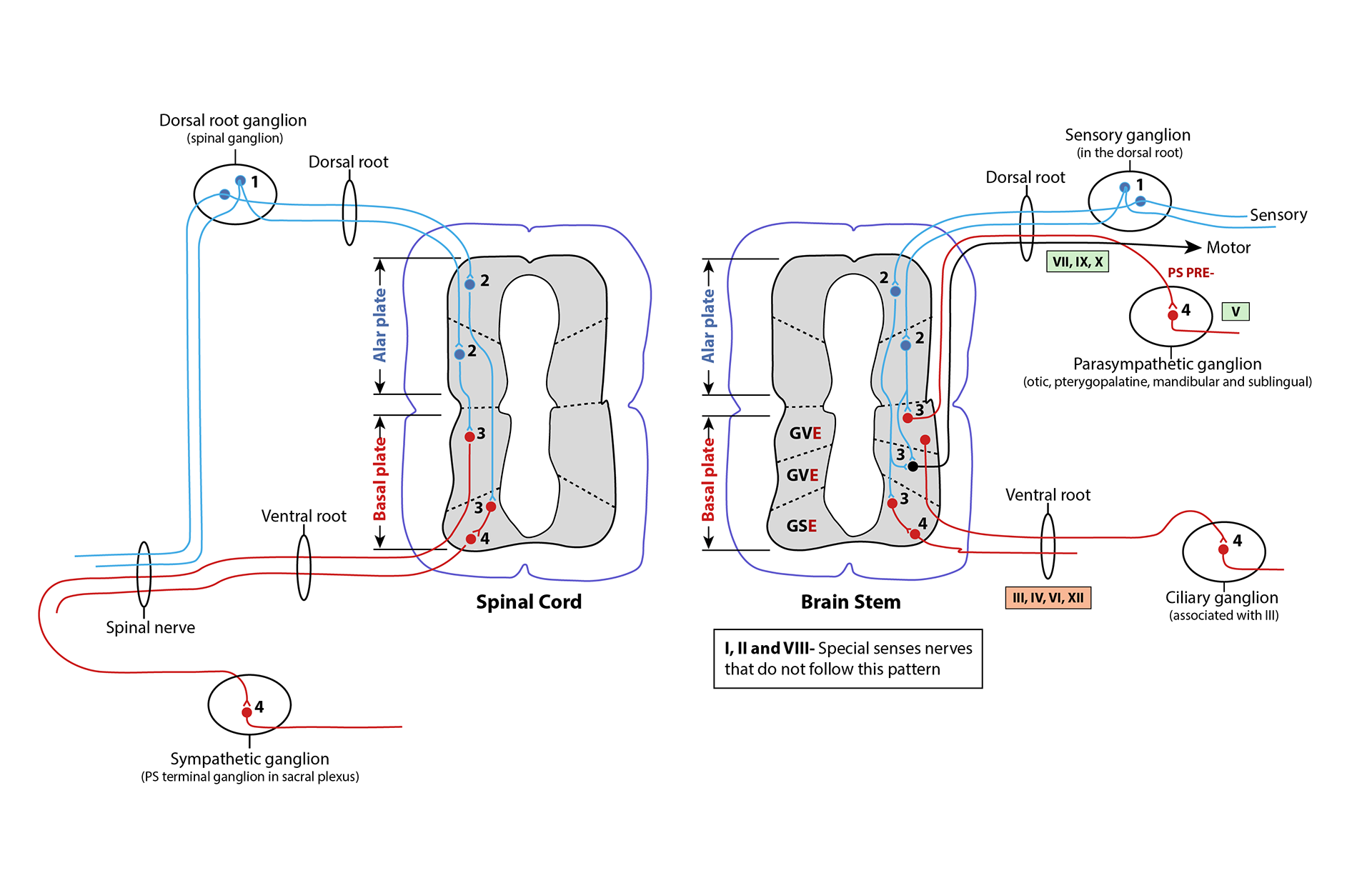 in collaboration with BMS ISU