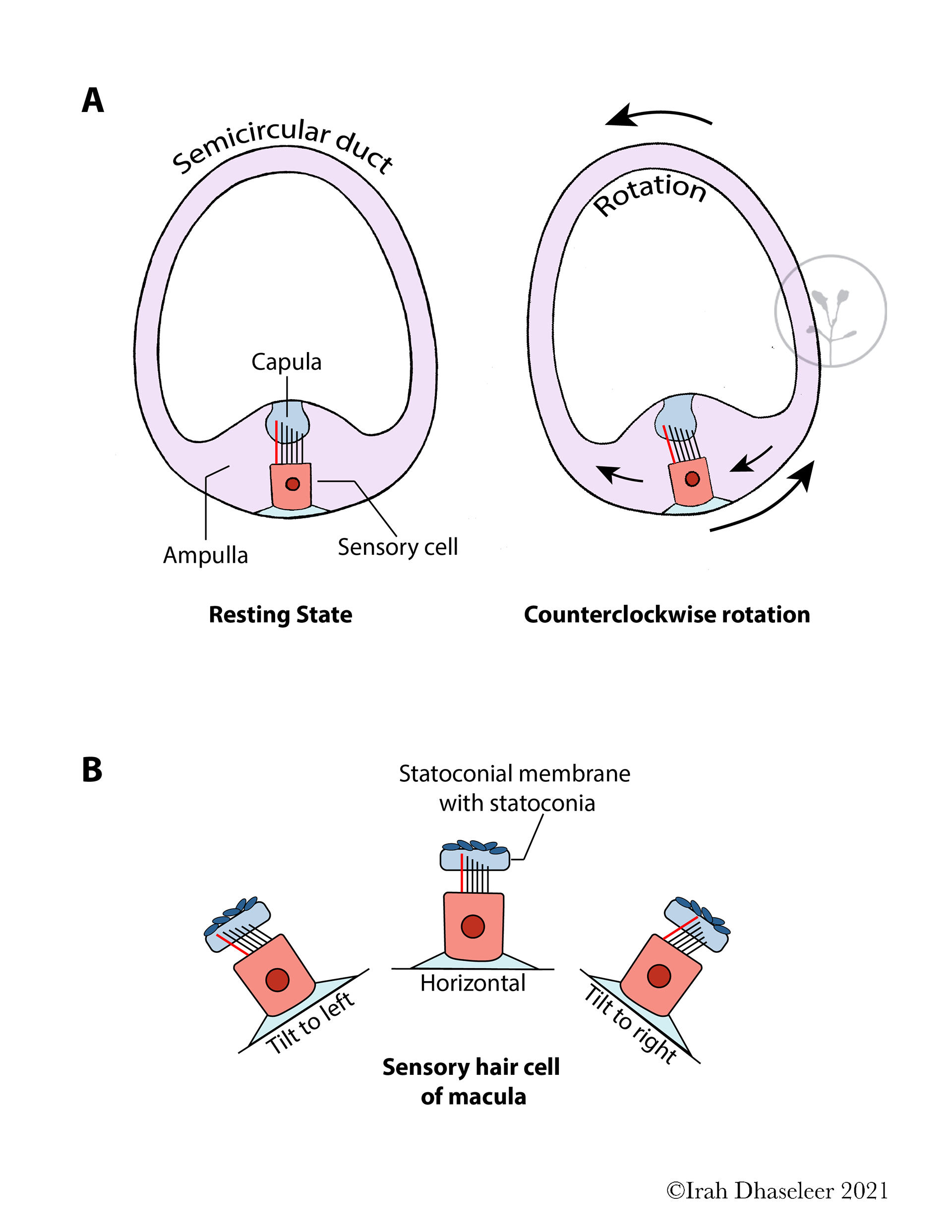 in collaboration with Mica Post and BMS ISU
