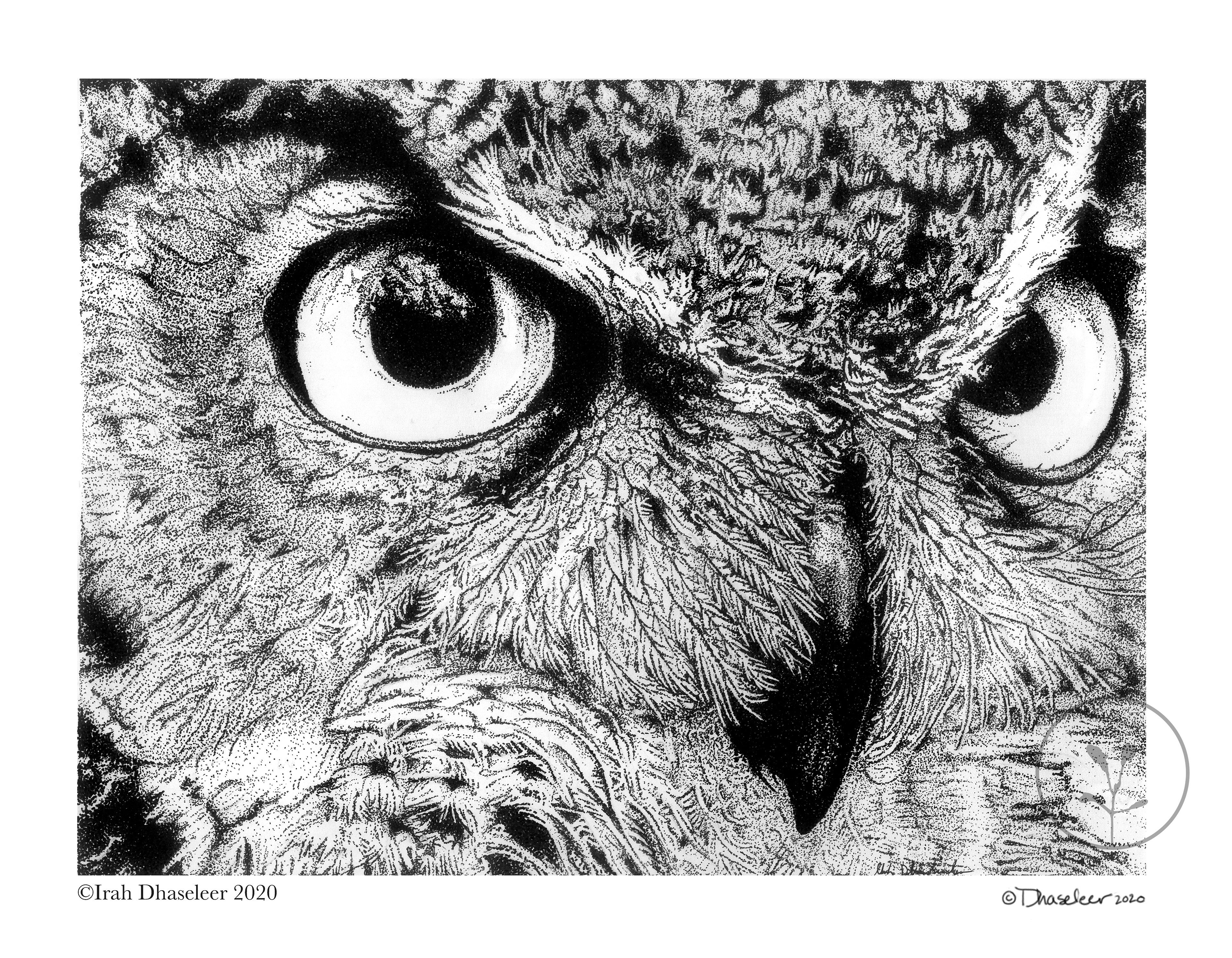 Great Horned Owl- Bobo virginianus