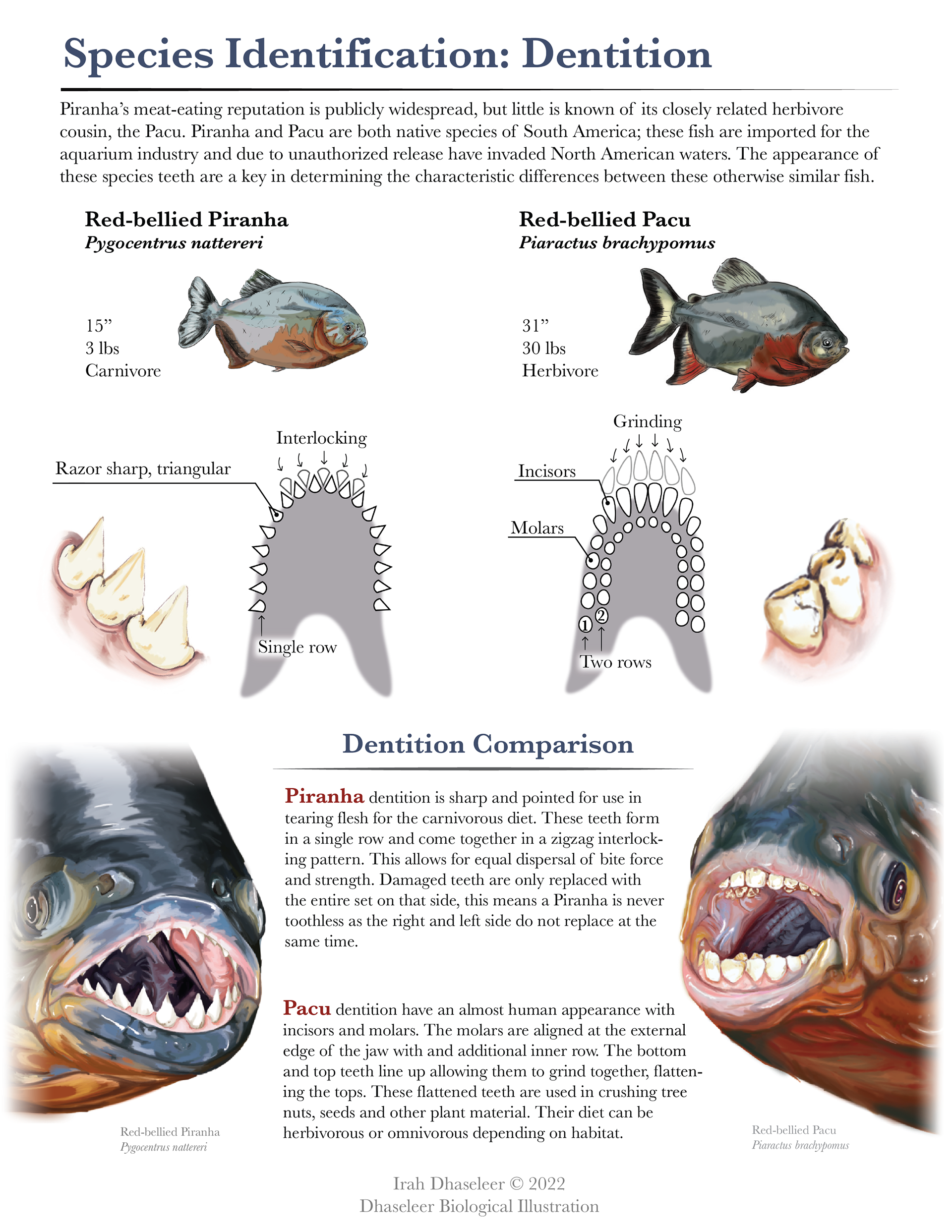 Aquatic Animal Health Textbook