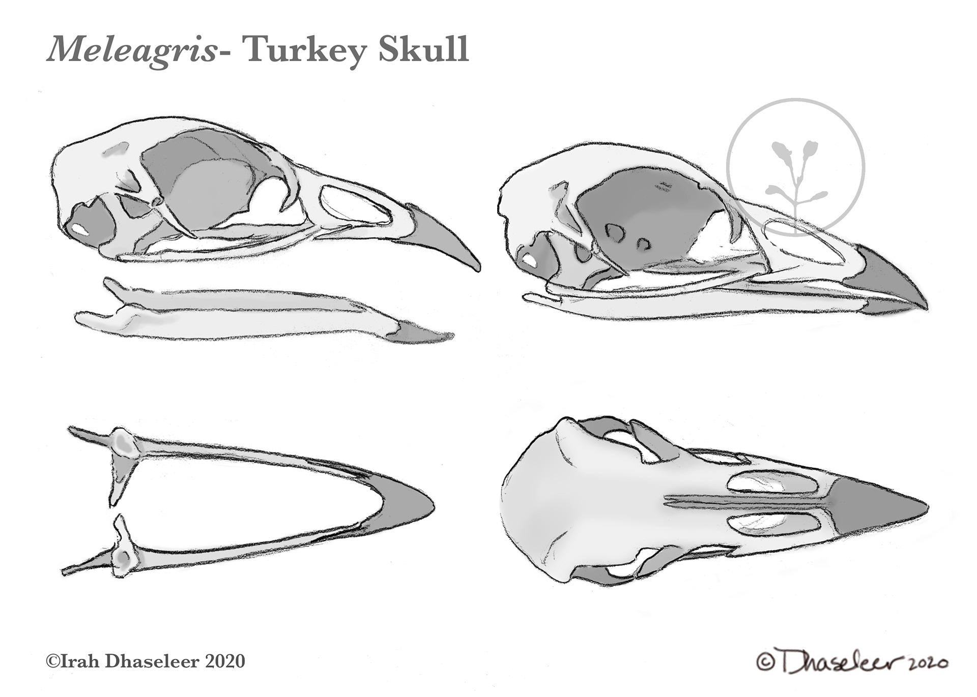 Wild Turkey Skull Sketchbook