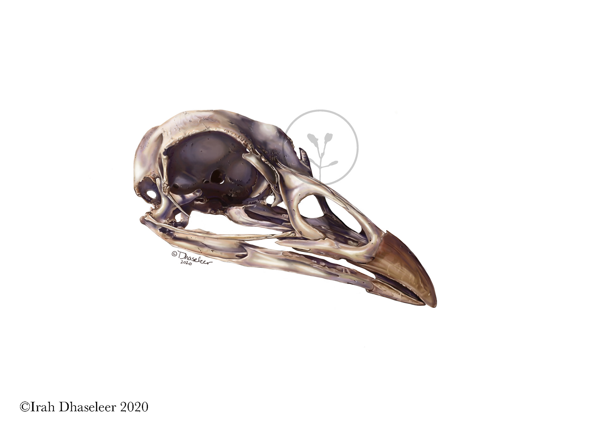 Wild Turkey Skull Lateral View- Meleagris gallopova