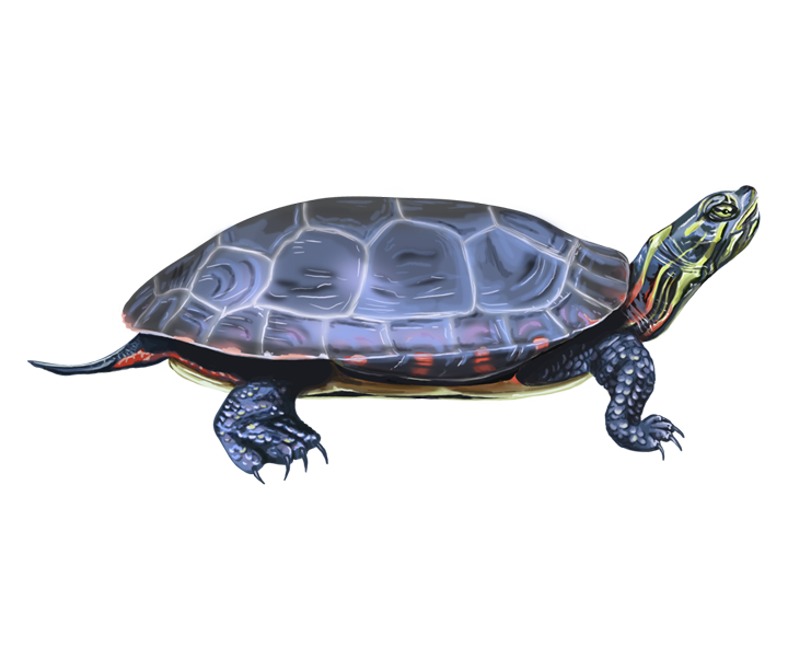 Genetics grant proposal 