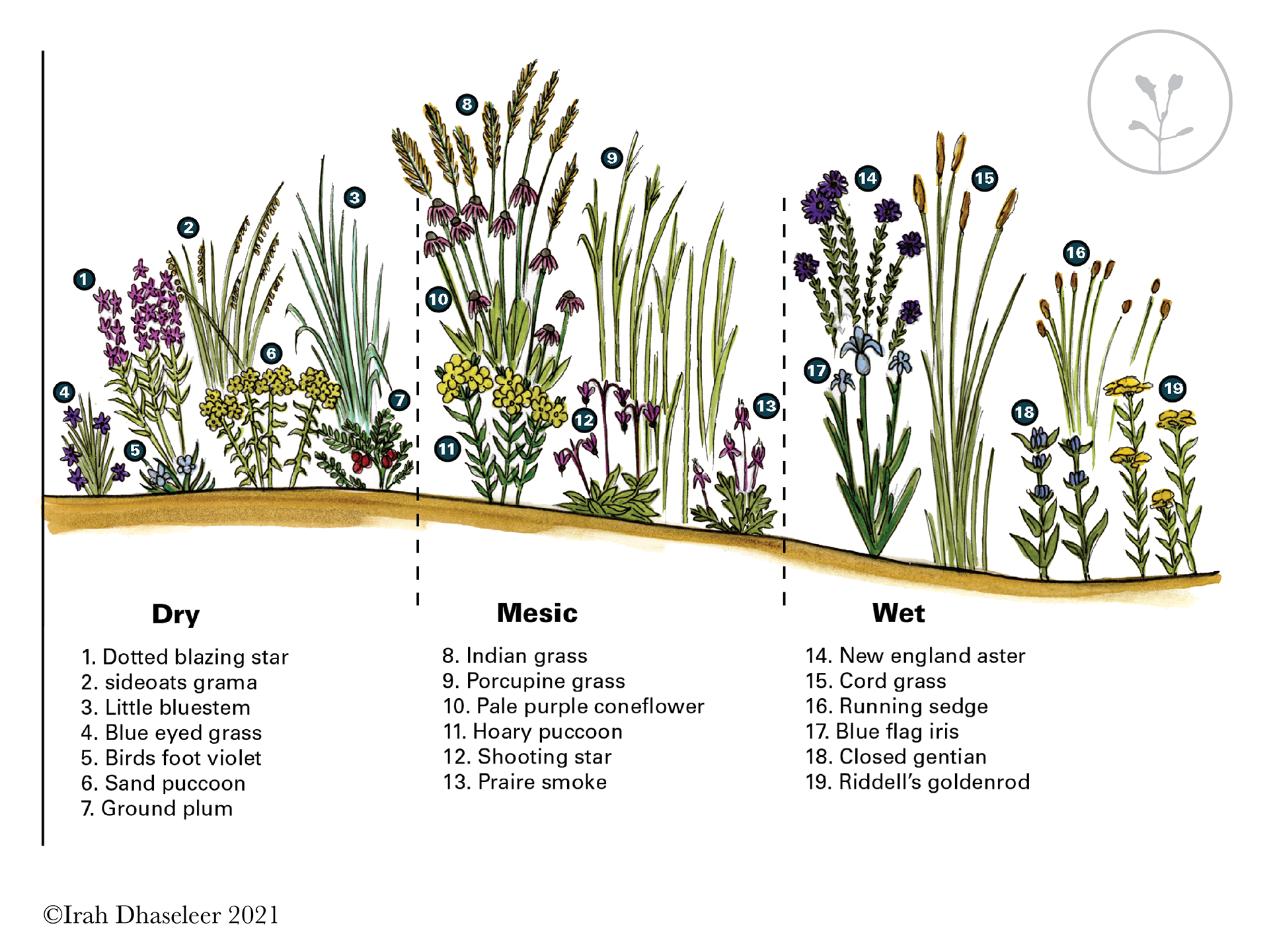 Iowa's Nature Series- NREM   Watercolor