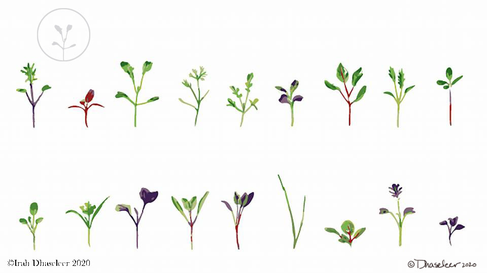 Microgreens Watercolor Sketchbook