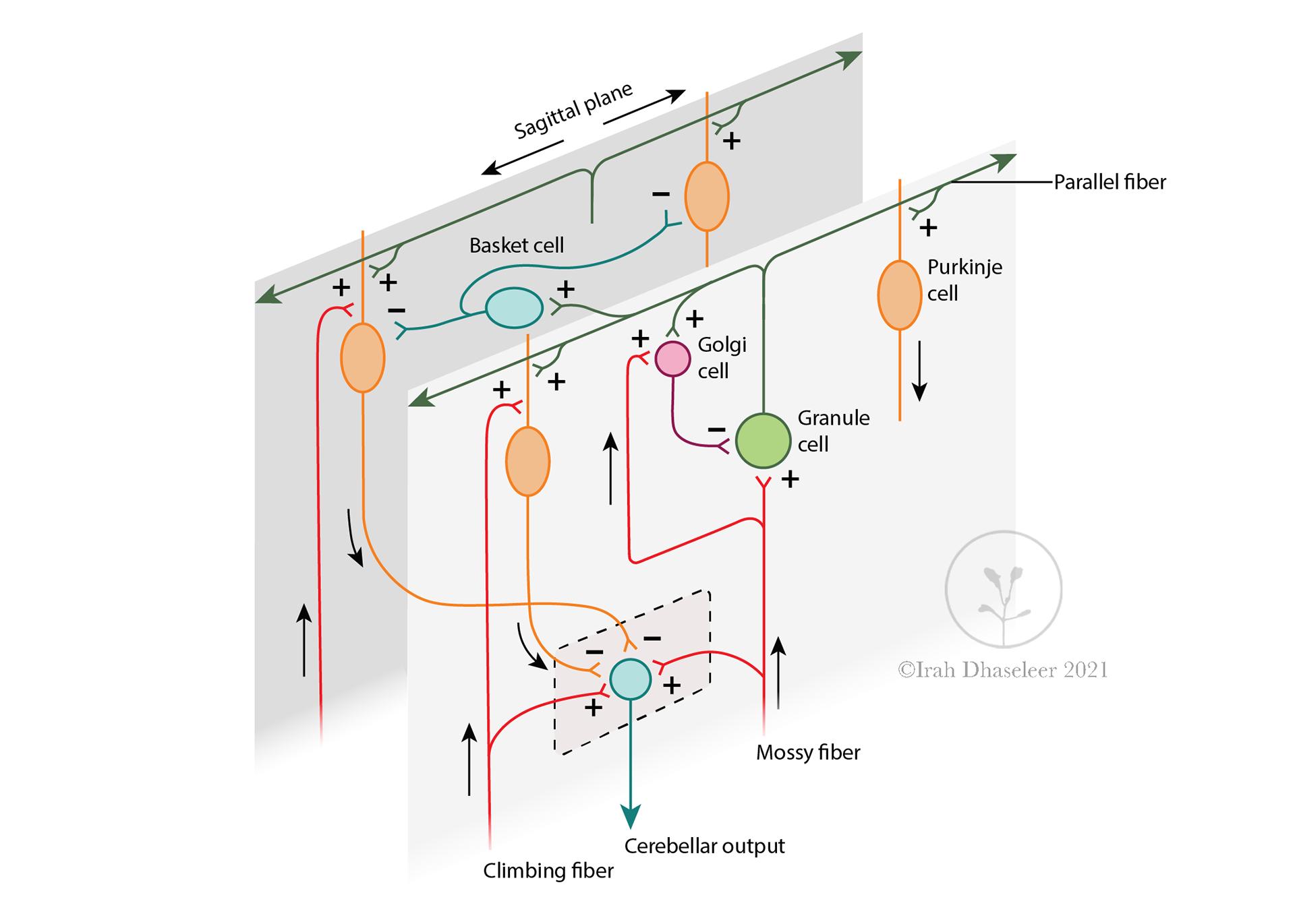 in collaboration with Mica Post and BMS ISU