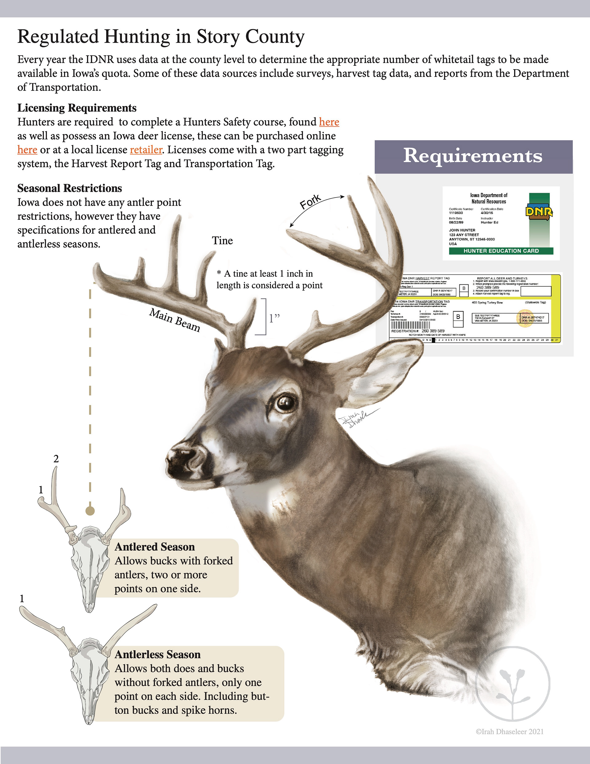 Whitetail deer regulations