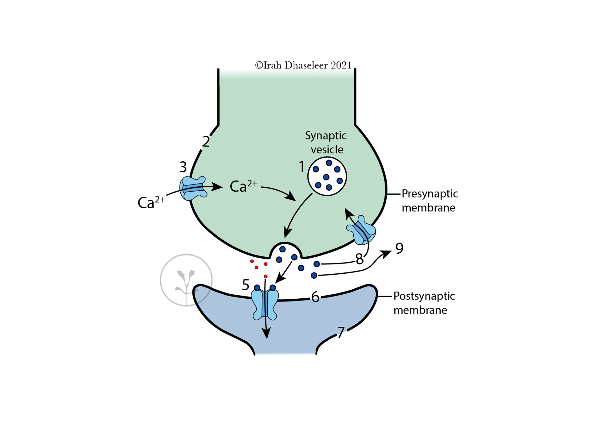 in collaboration with Mica Post and BMS ISU