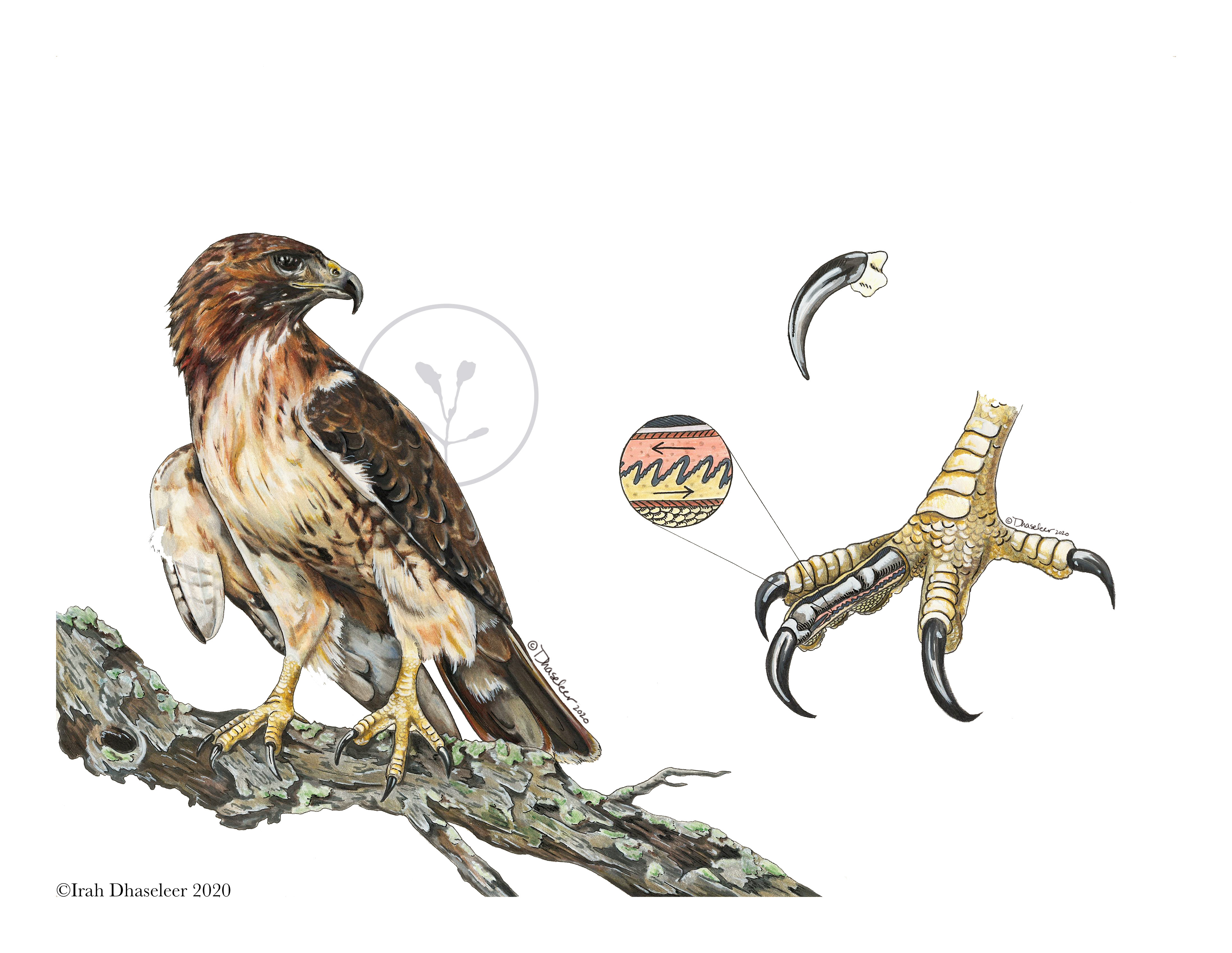 Red-Tailed Hawk Claw Pulley System- Buteo jamaicensis