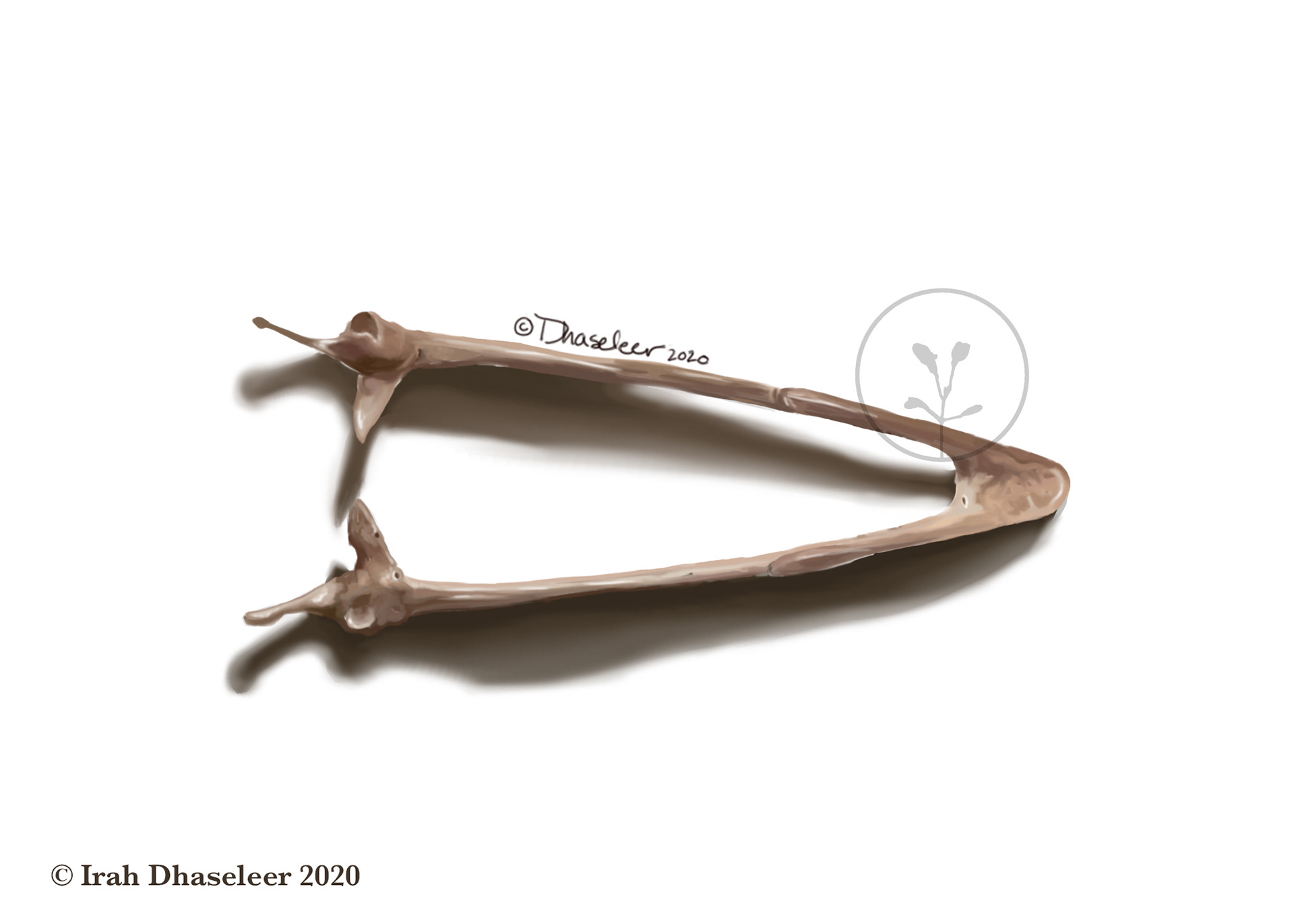 Wild Turkey Superior View- Lower Mandible