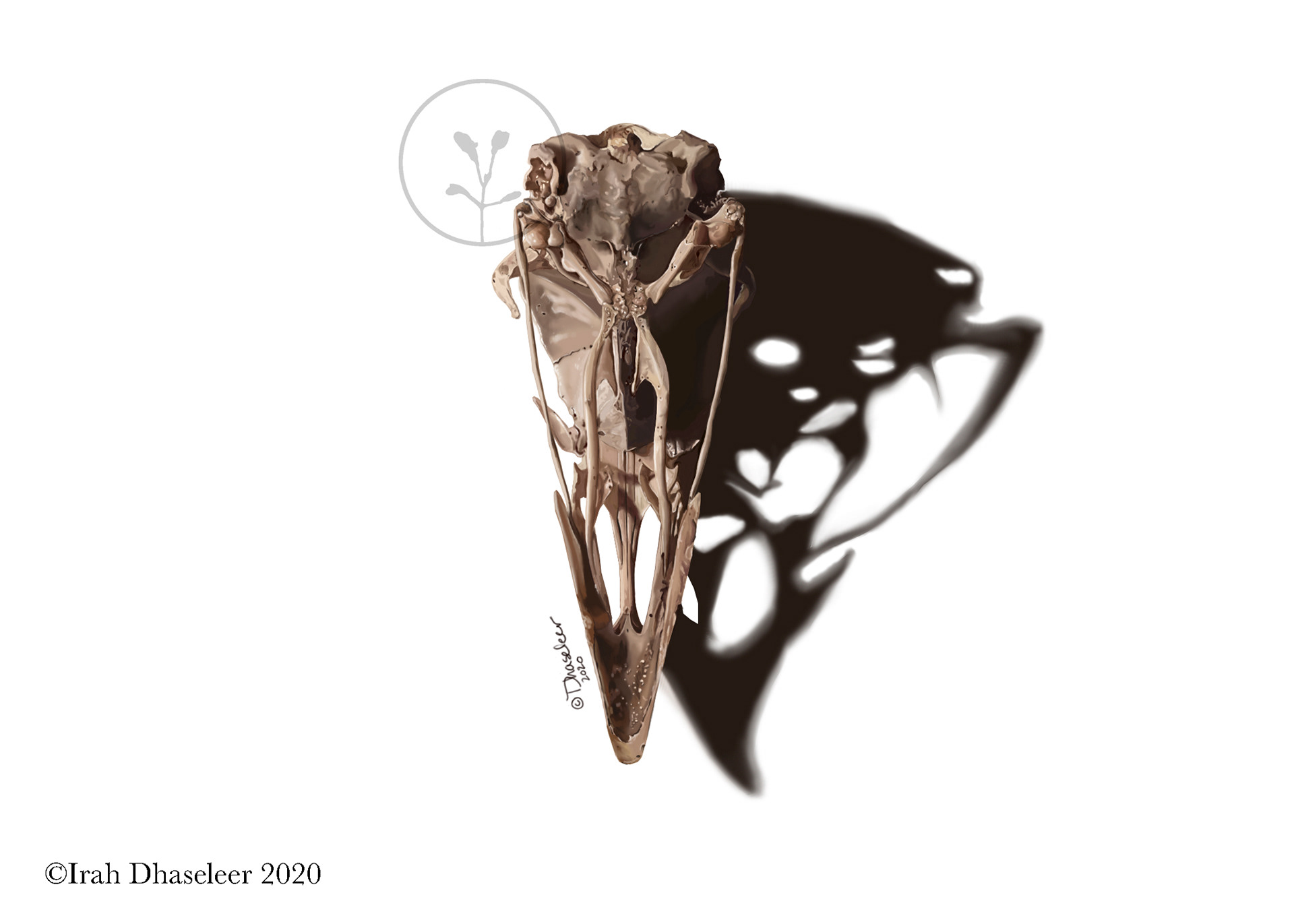 Wild Turkey Ventral View- Meleagris gallopova