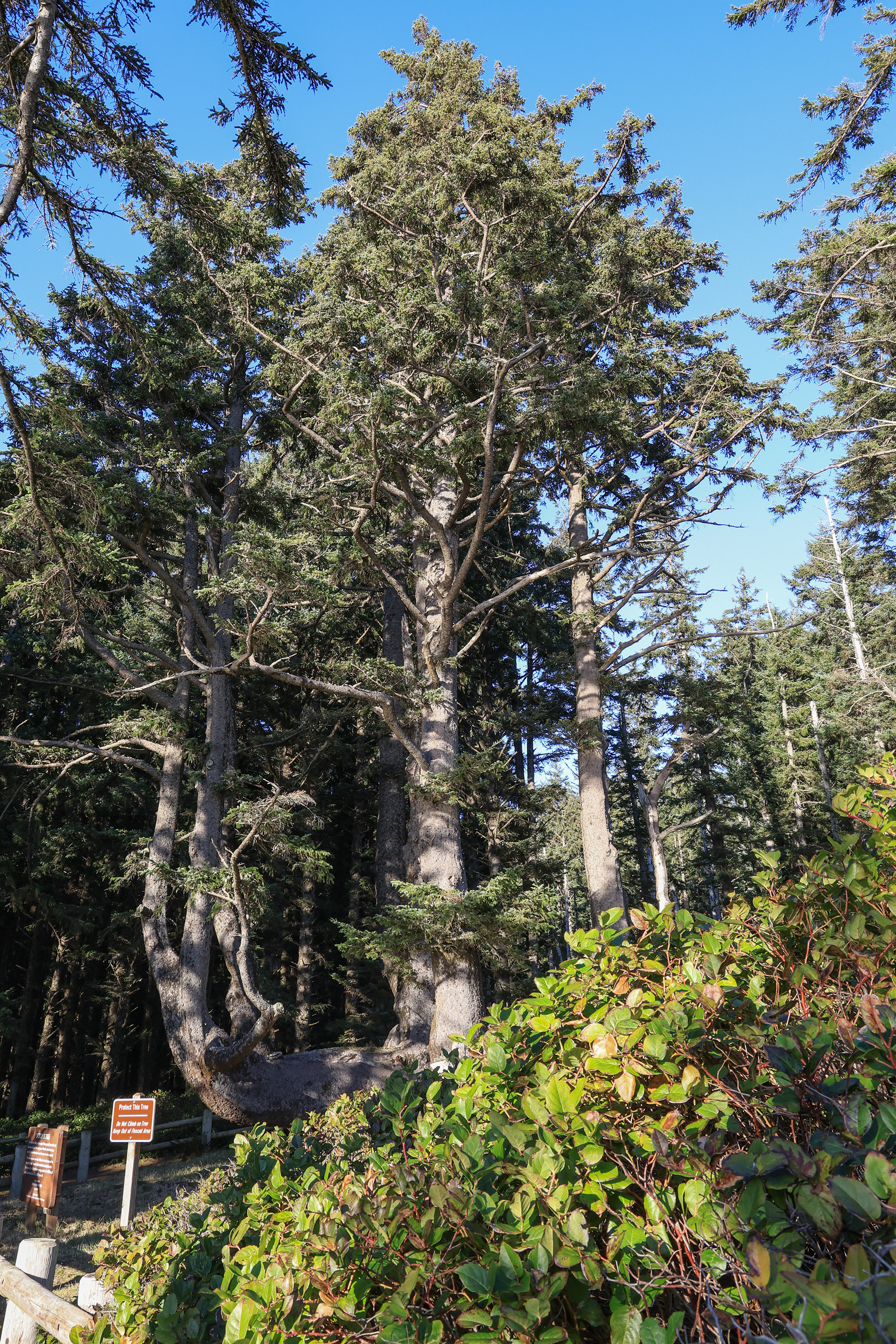 Octupus Tree