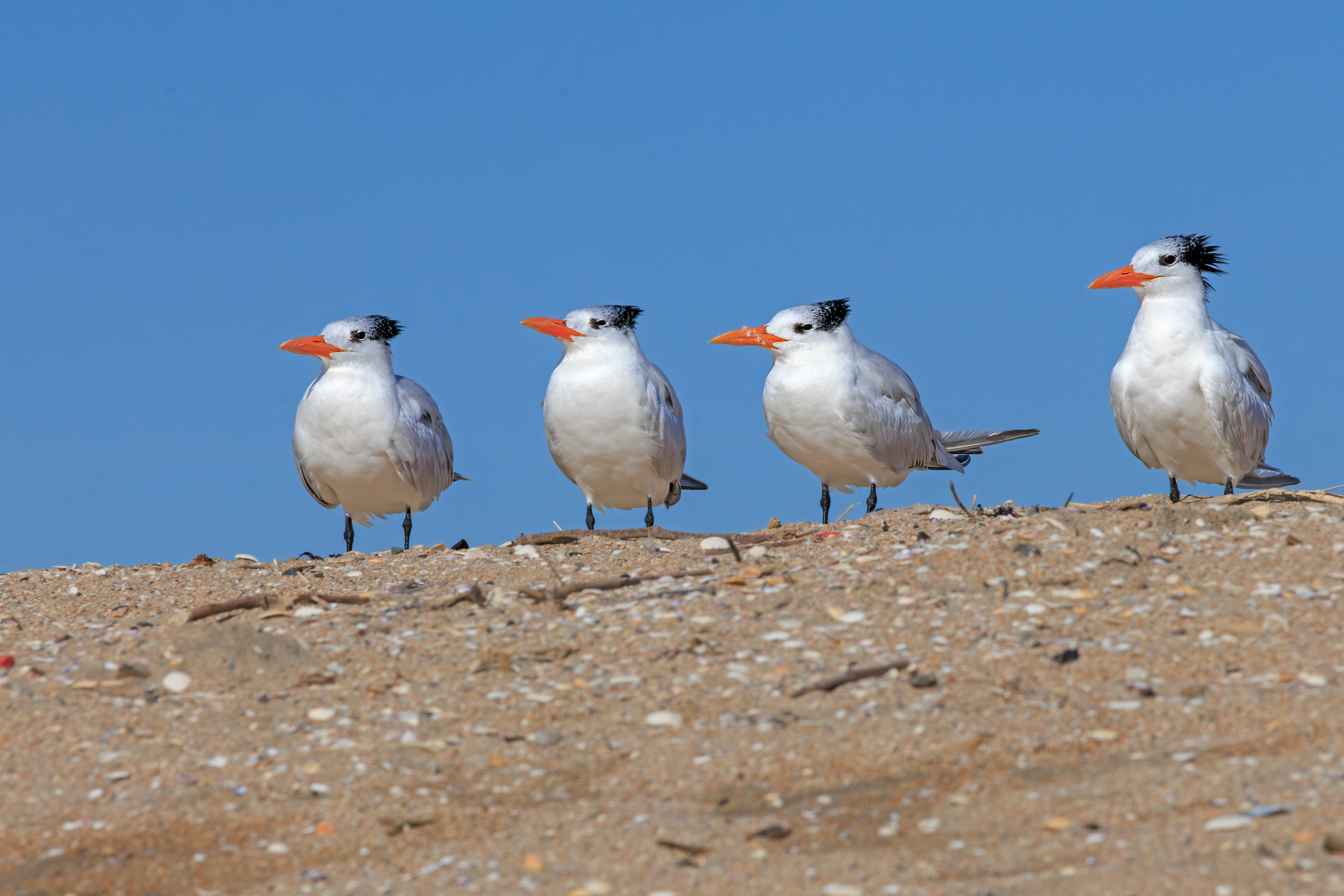 Royal Terns