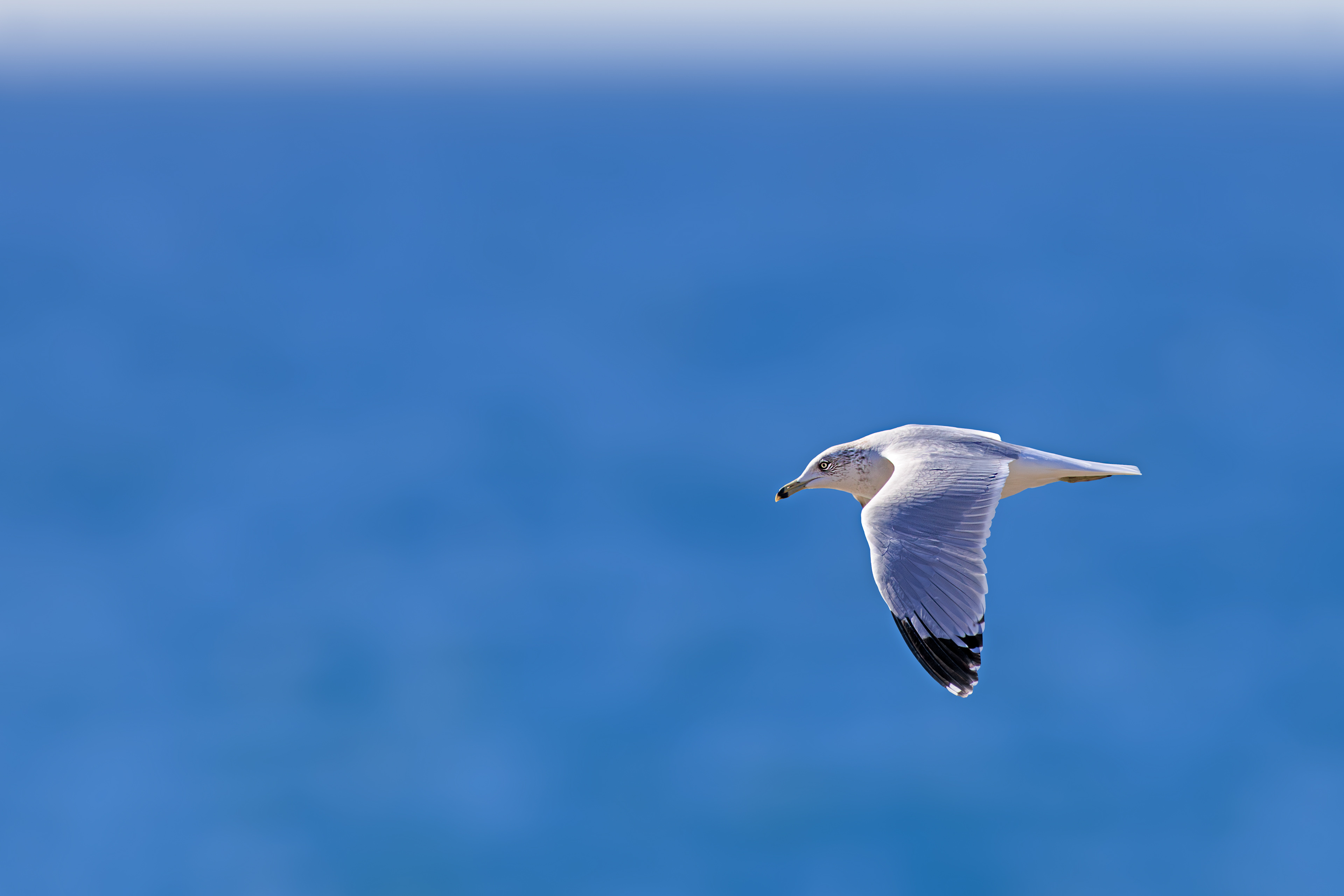 Gull