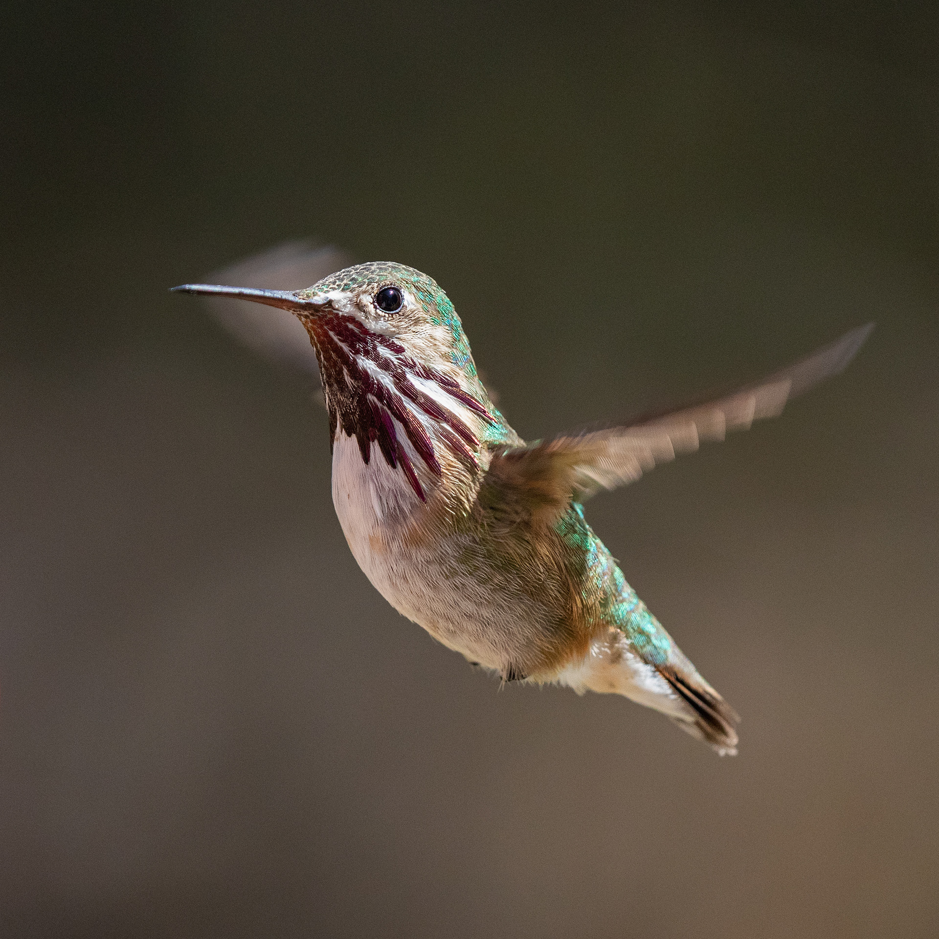The rare Oregon male Calliope