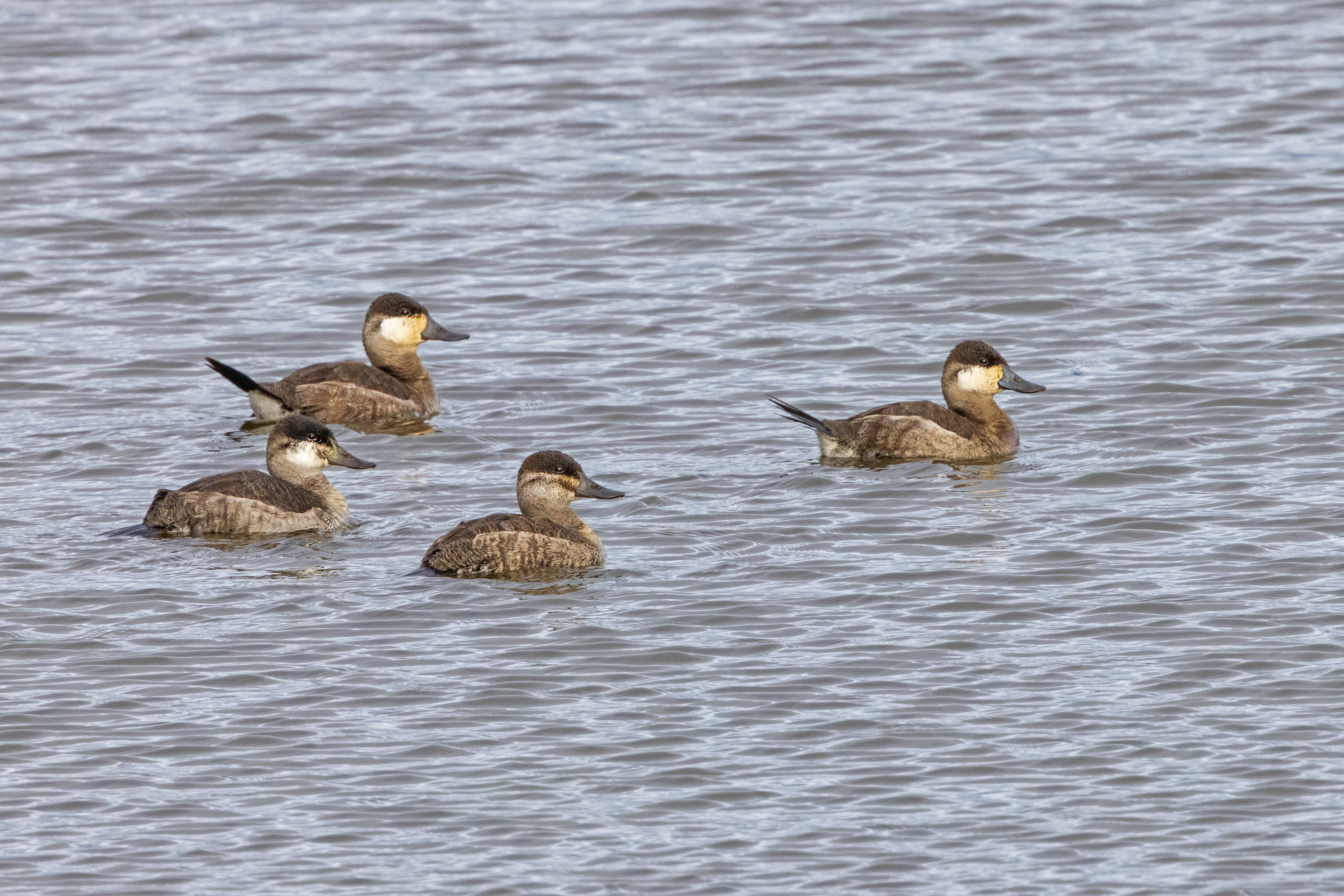 Ruddy Ducks