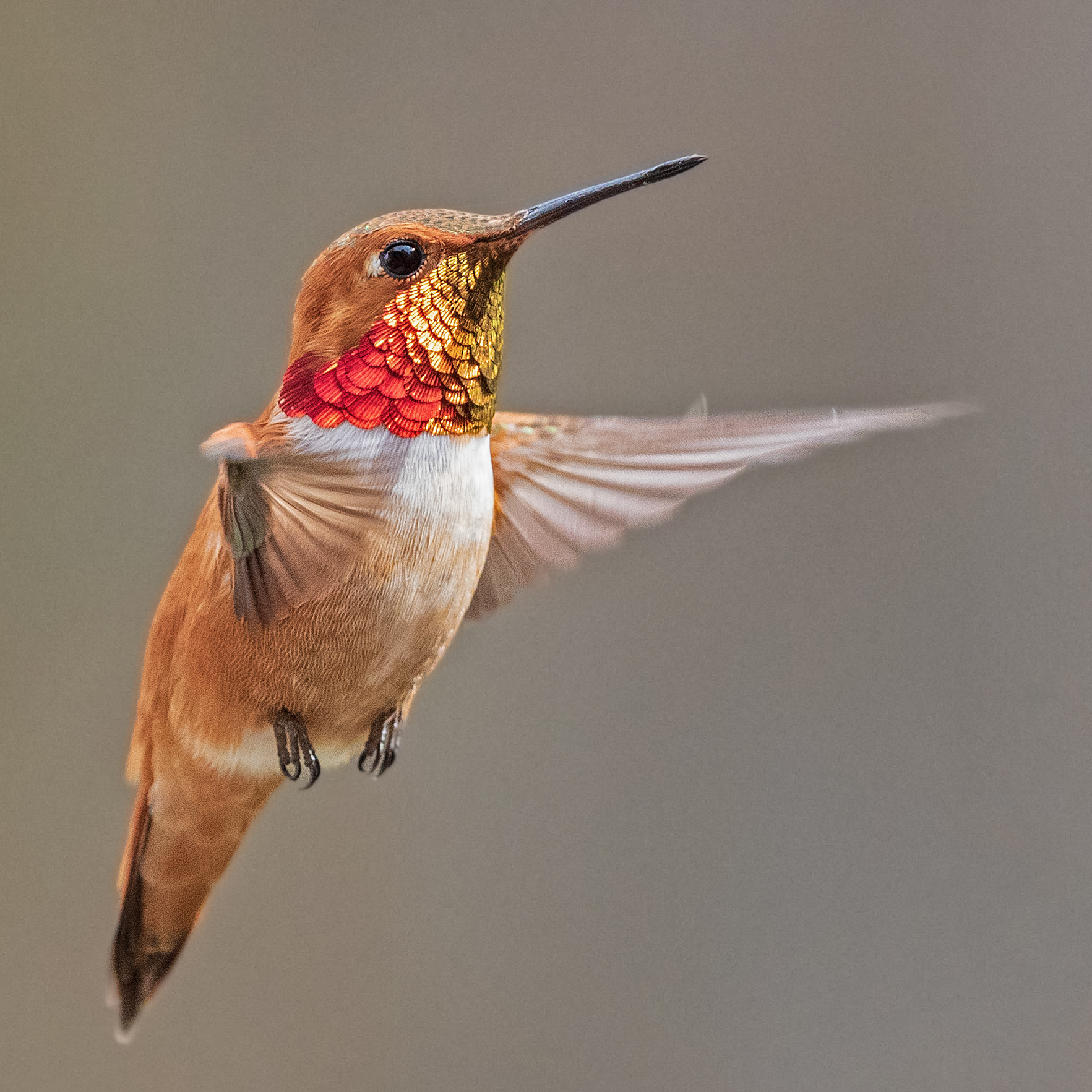 A beautiful male Rufous