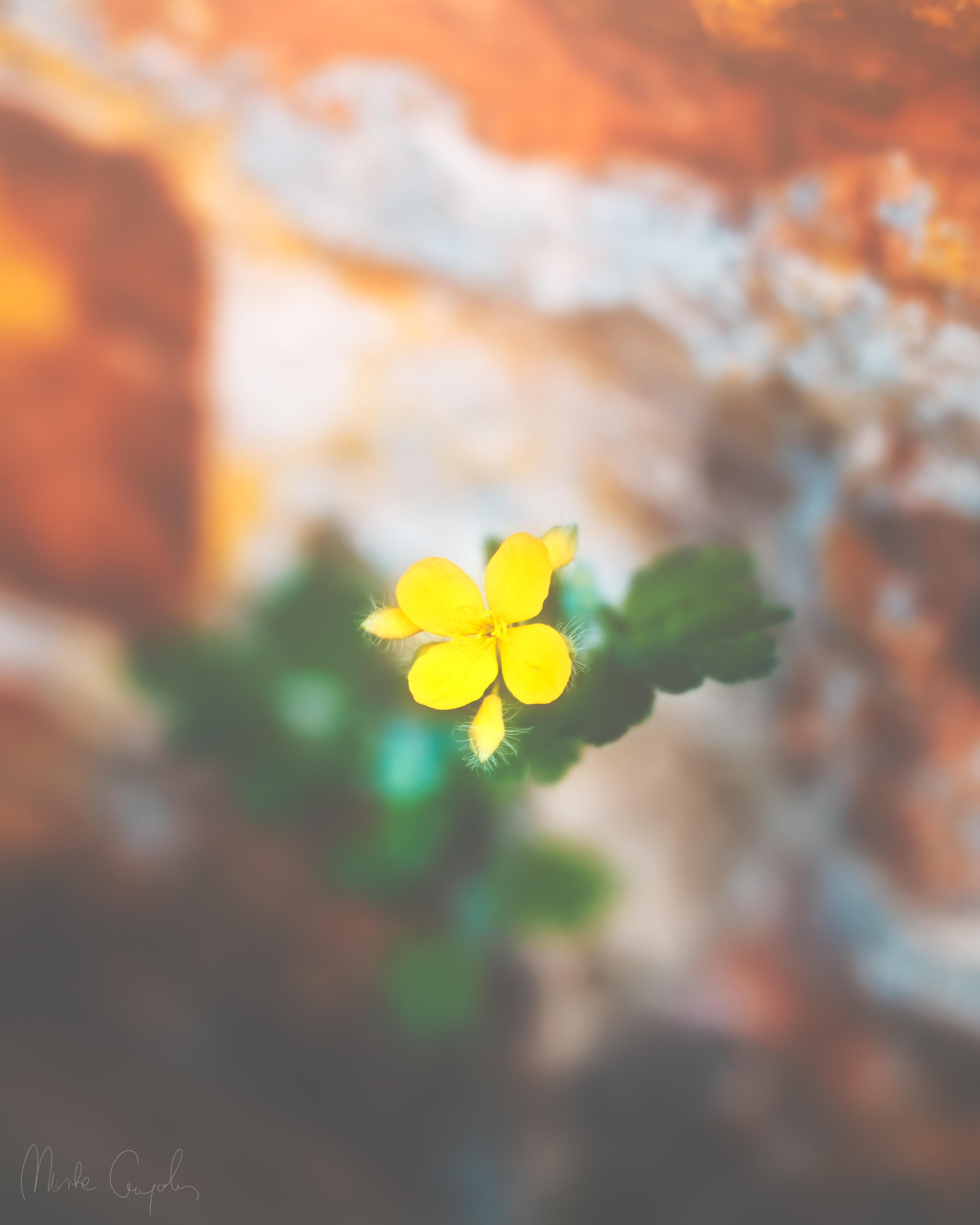 Sony A7R3, Tamron 35-150mm f2-2.8; 150mm f2.8 ISO200 1/160s