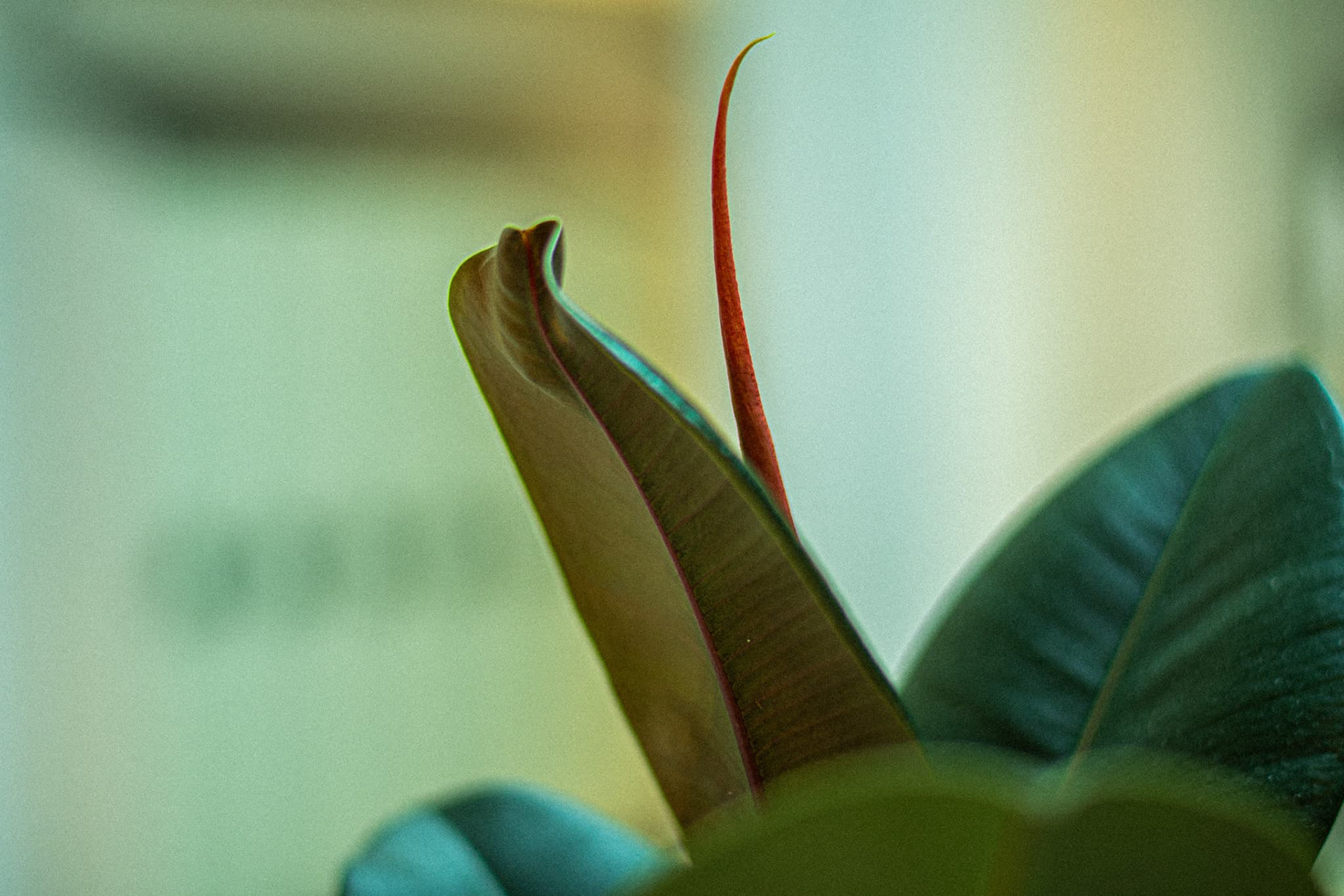 Random photo I deicded to take randomly that turned out too good.