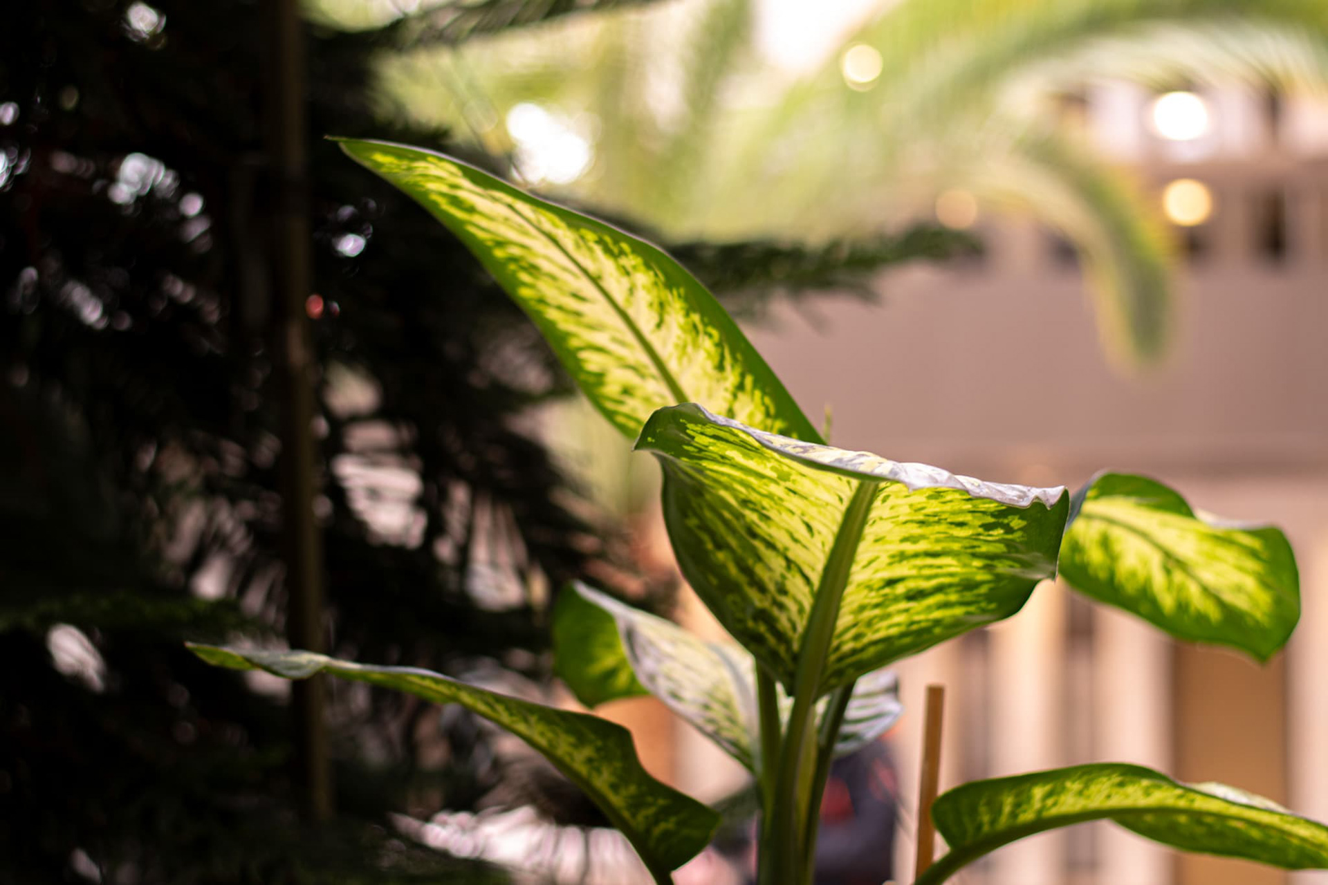 Taken as a part of our "Off Campus Shoot", what an awesome plant.