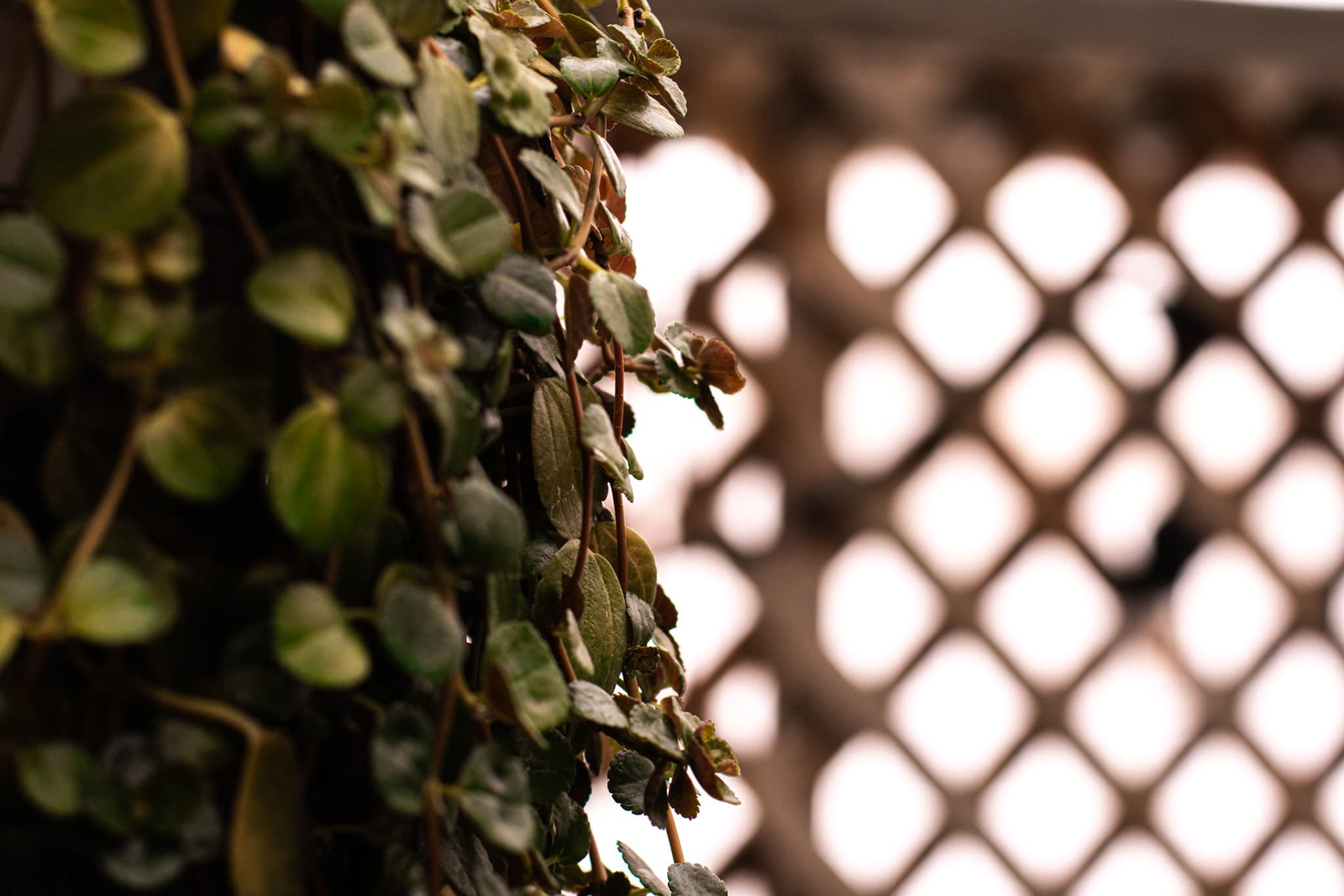 Taken as a part of our "Off Campus Shoot", plant v3 I guess?