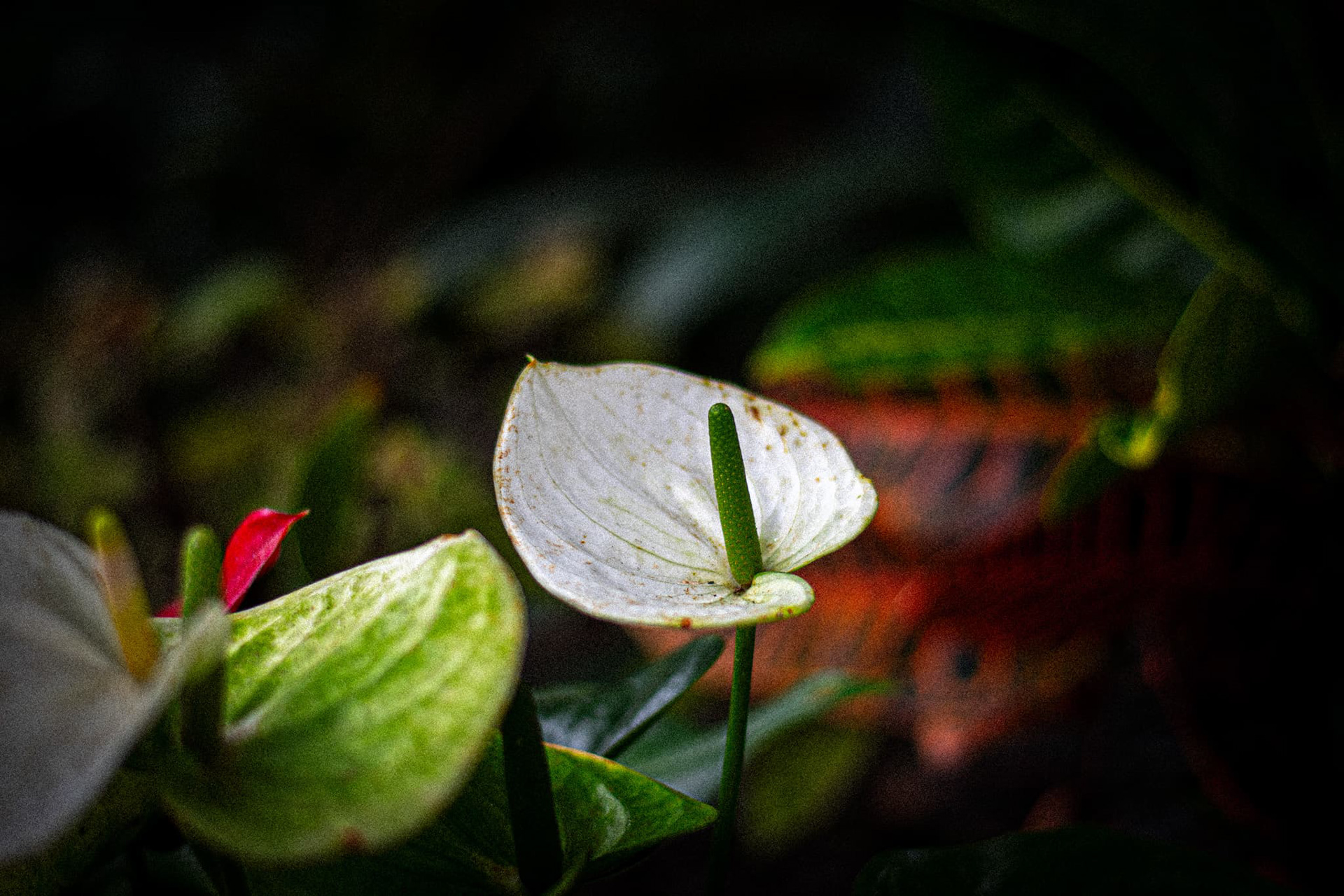 Taken as a part of our "Off Campus Shoot", awesome plant.