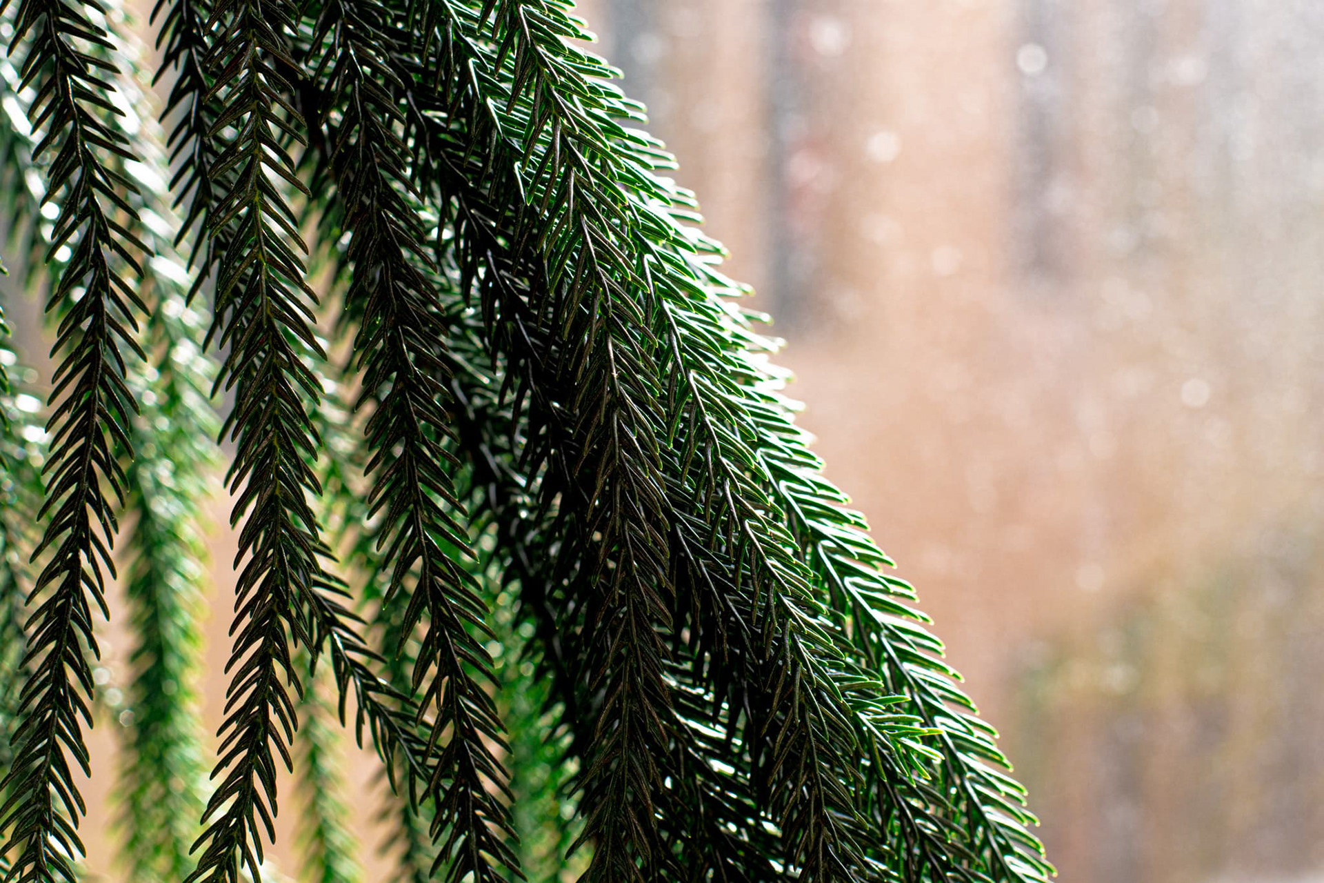 Random nice photo of...Branches? I think they're branches maybe.