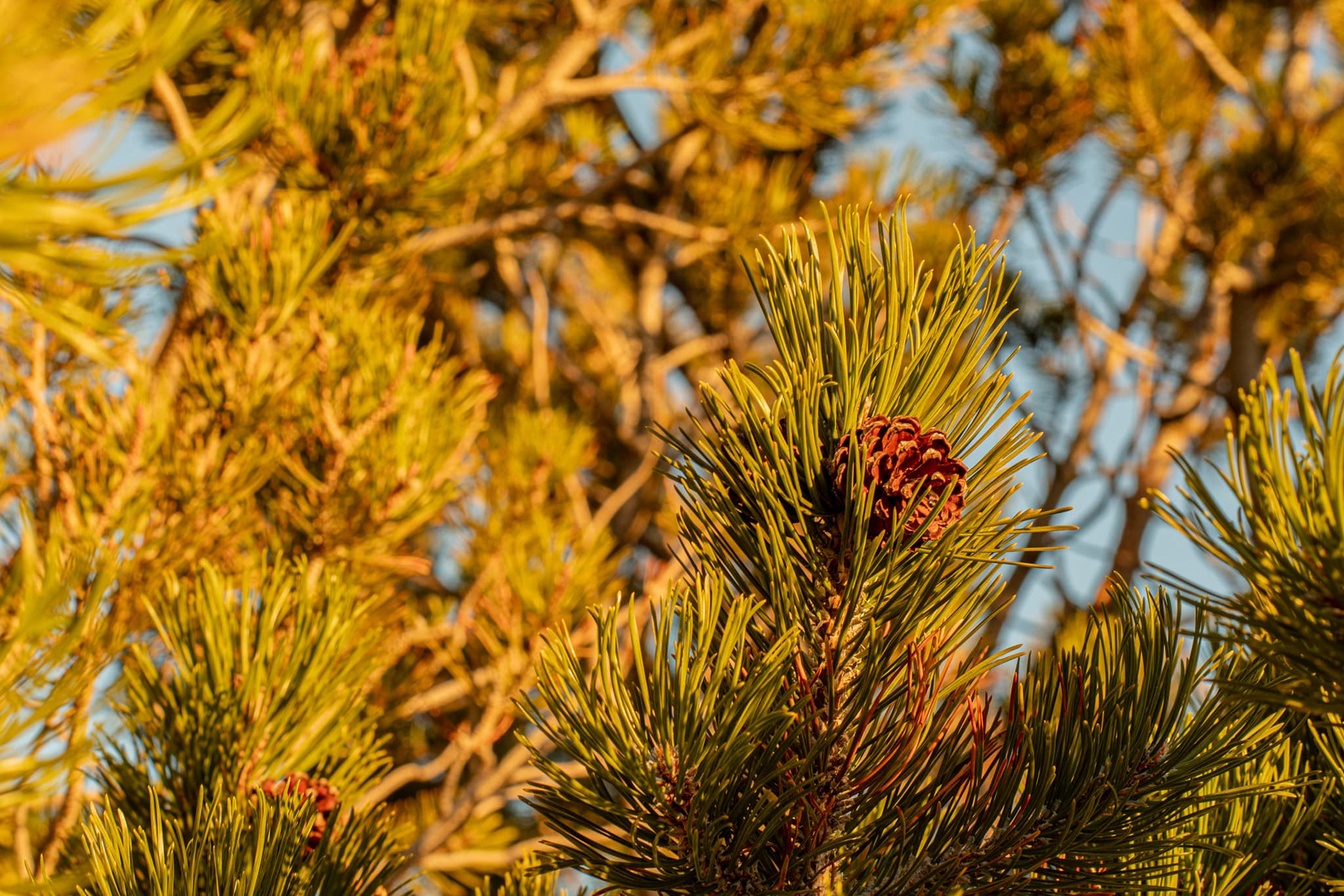 Pinecone in a bush (or tree?) for an assessment. (Photo. Class)