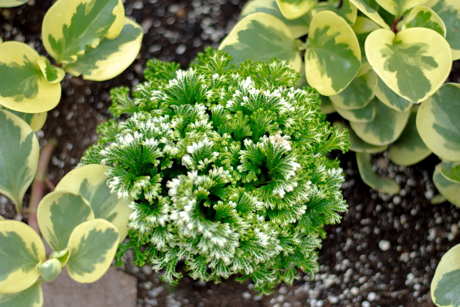 Taken as a part of our "Off Campus Shoot", cool plant v2.