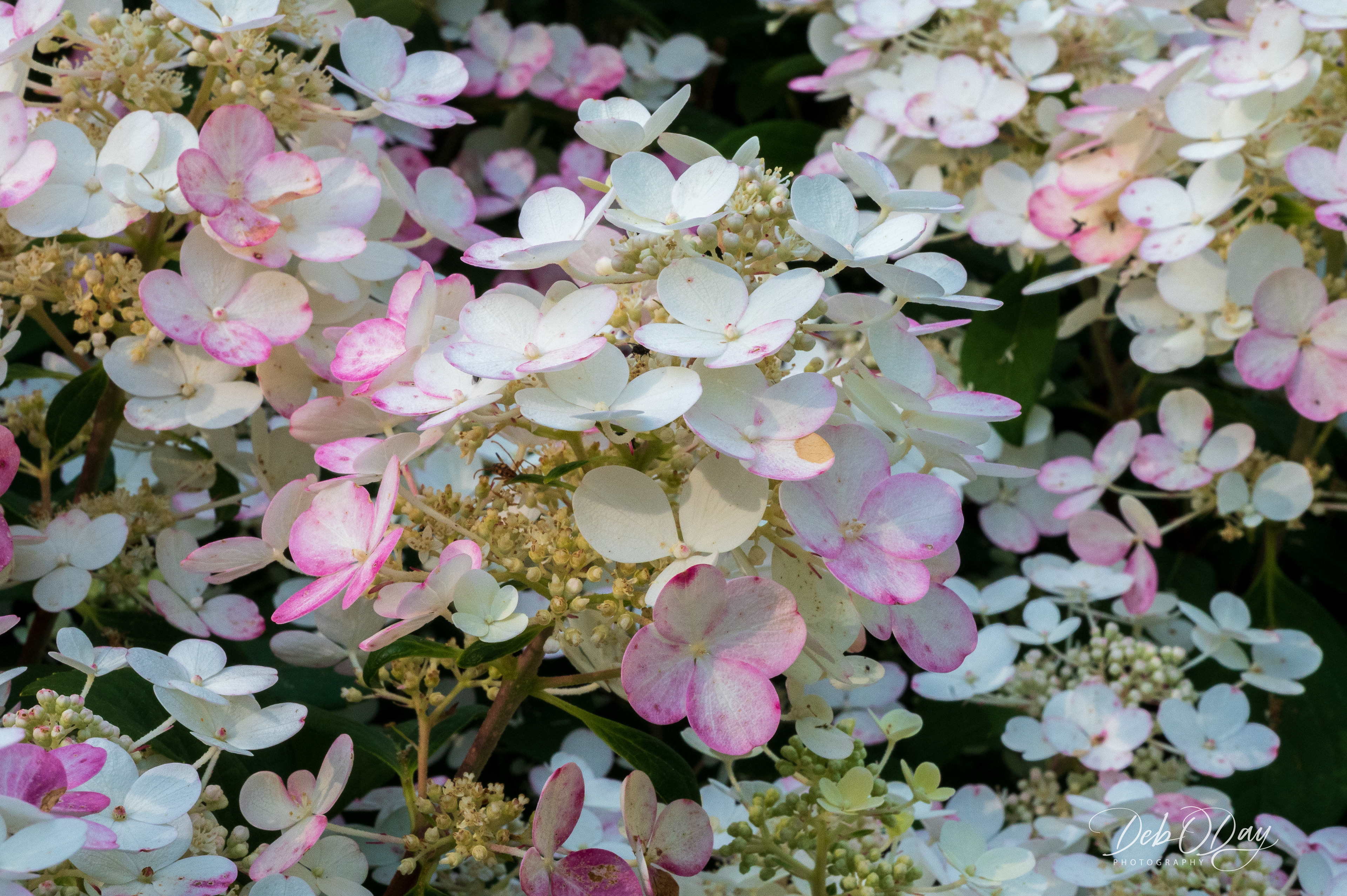 Hydranger - (Fire Light Summer)